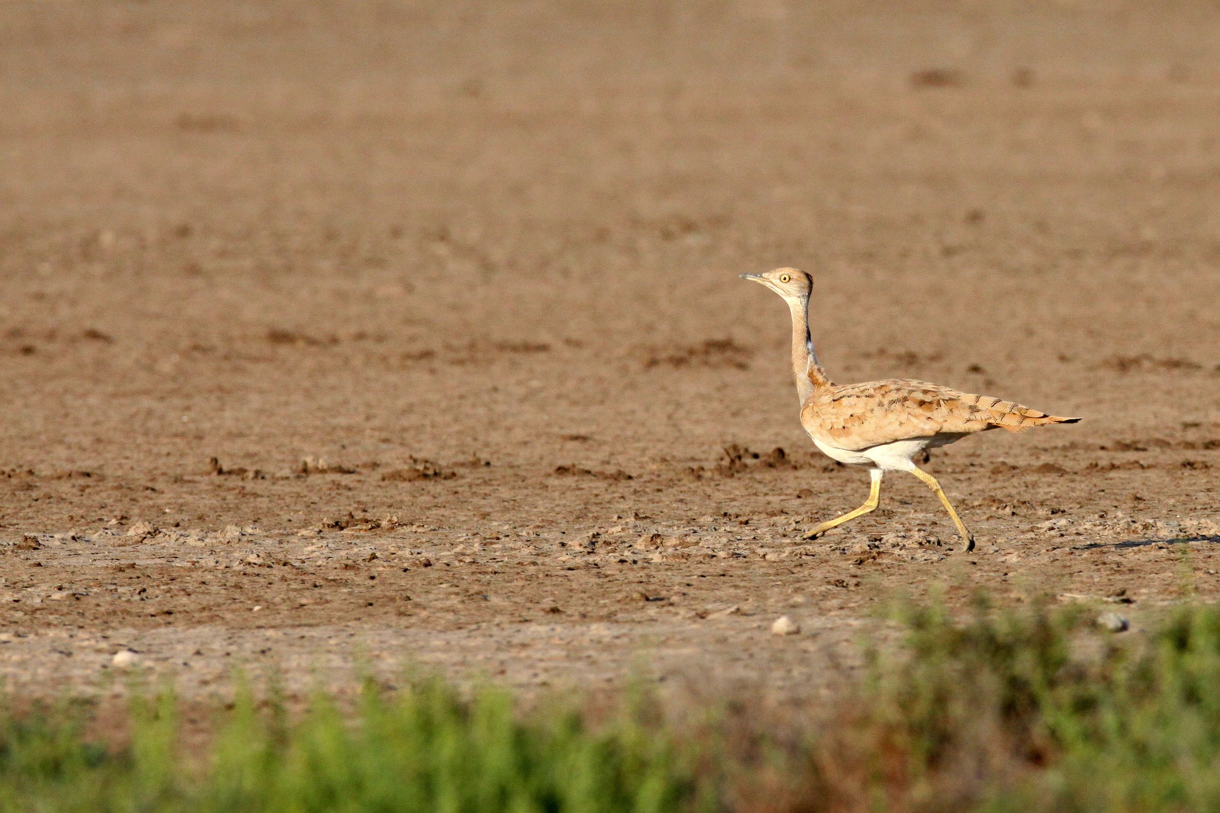 Macqueen's bustard (Chlamydotis macqueenii) Little Rann of Kutch, Gujarat India (20).JPG