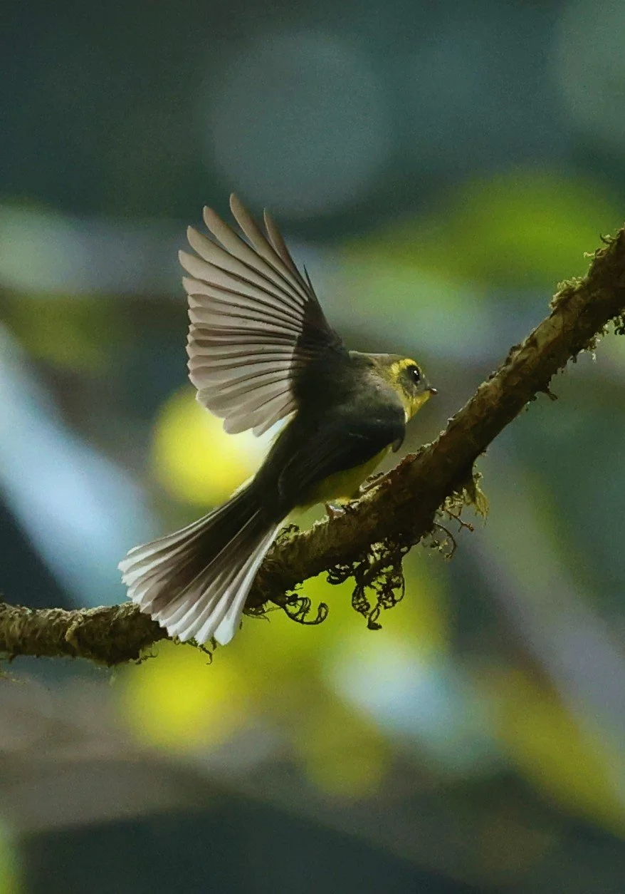 FANTAIL - YELLOW-BELLIED FAIRY-FANTAIL - Chelidorhynx hypoxanthus - DOI PHA HOM POK NP DOI LANG EAST FEB 2022 (33).jpg