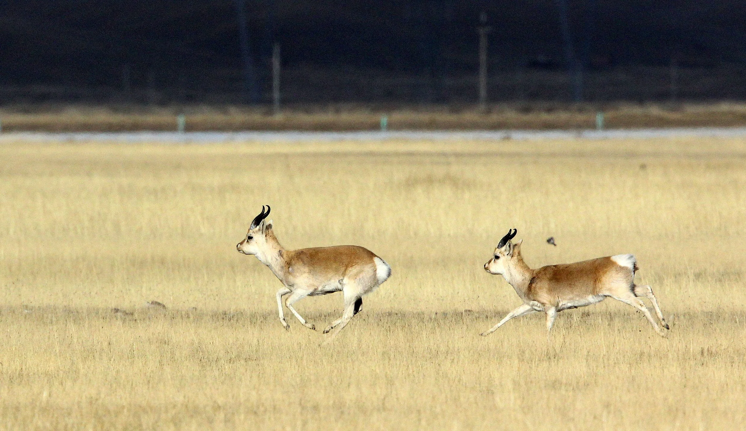 GAZELLE - PRZEWALSKI'S GAZELLE - Procapra przewalskii - QINGHAI LAKE CHINA (180).JPG