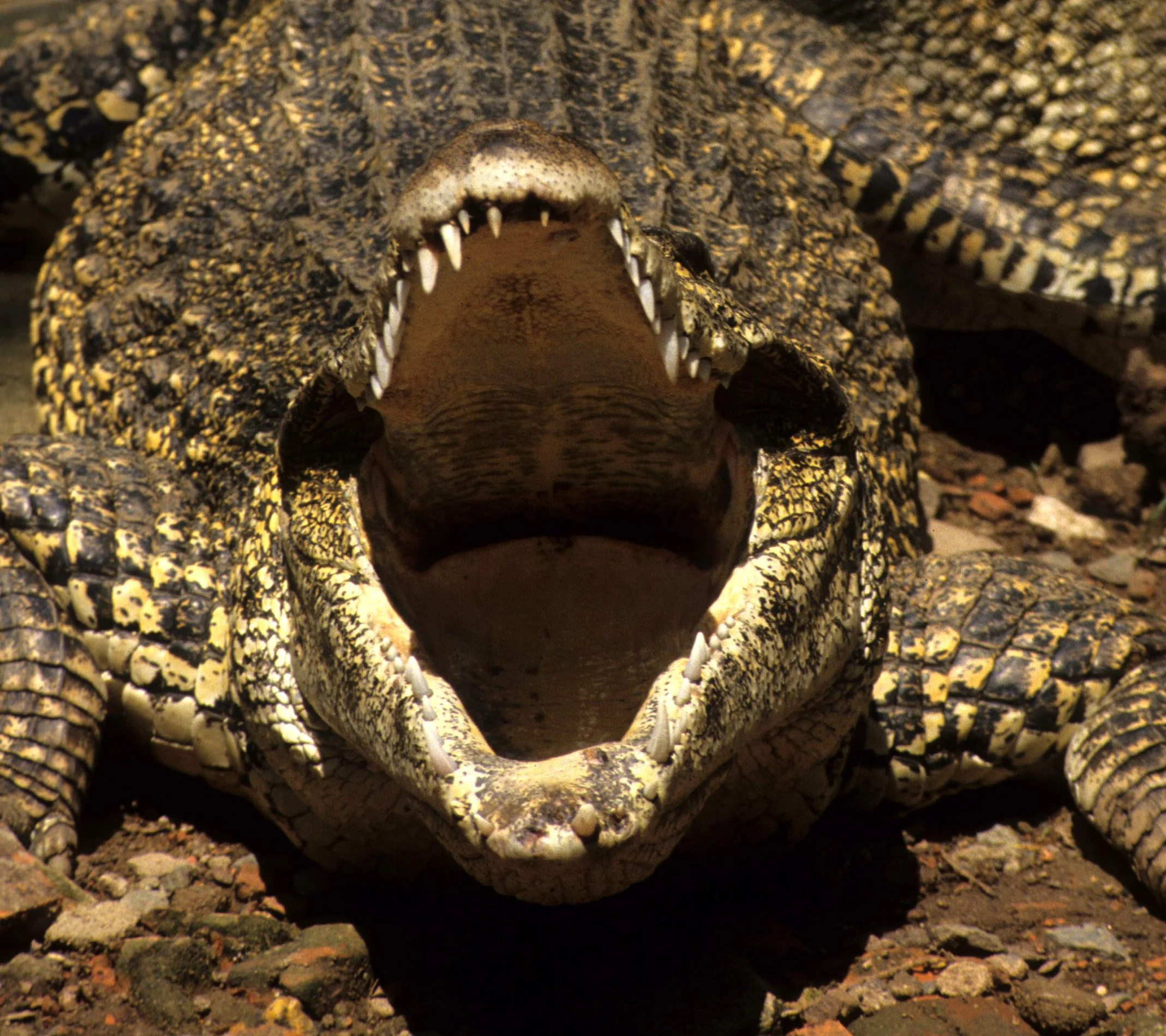 REPTILE - CROCODILE - SALT WATER CROC - SAIGON ZOO.jpg