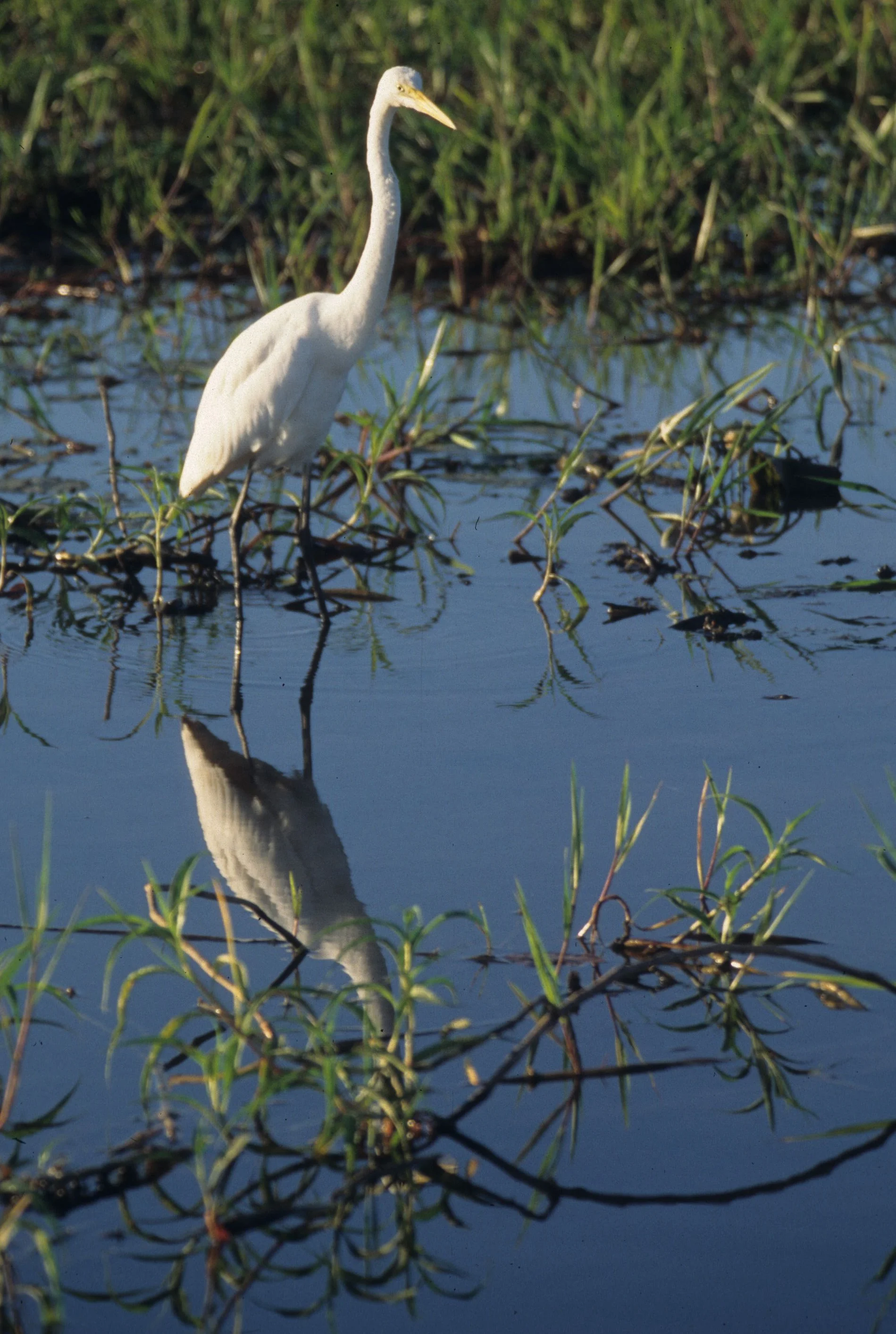 BIRD - EGRET - GREAT EGRET - KAKADU NP.jpg