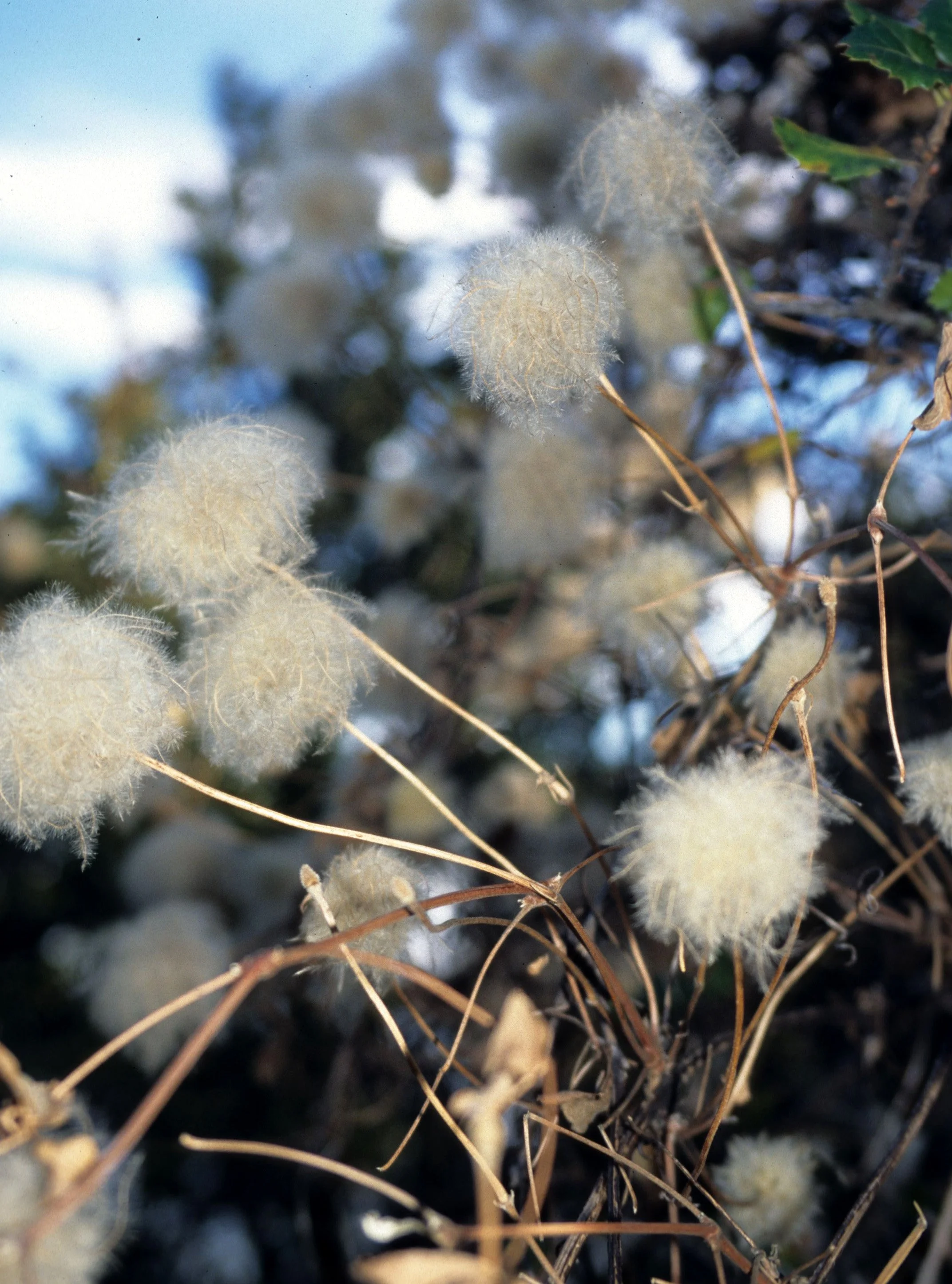 CALIFORNIA - MOUNT DIABLO - PLANT SPECIES E (2).jpg