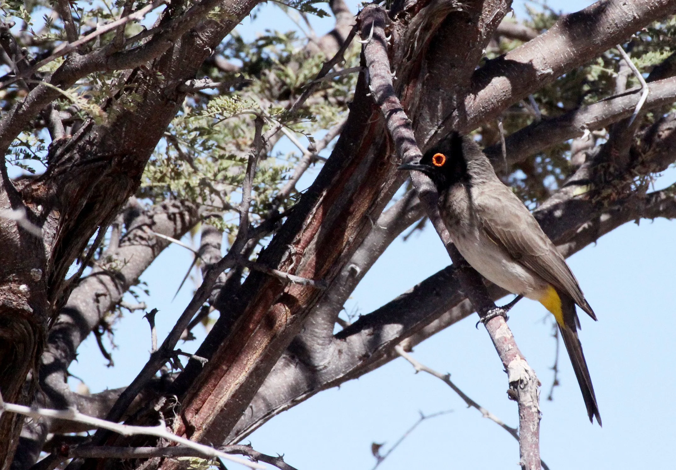 BULBUL - AFRICAN RED-EYED BULBUL (BLACK-FRONTED) - Pycnonotus nigricans - ETOSHA NATIONAL PARK NAMIBIA (3).JPG