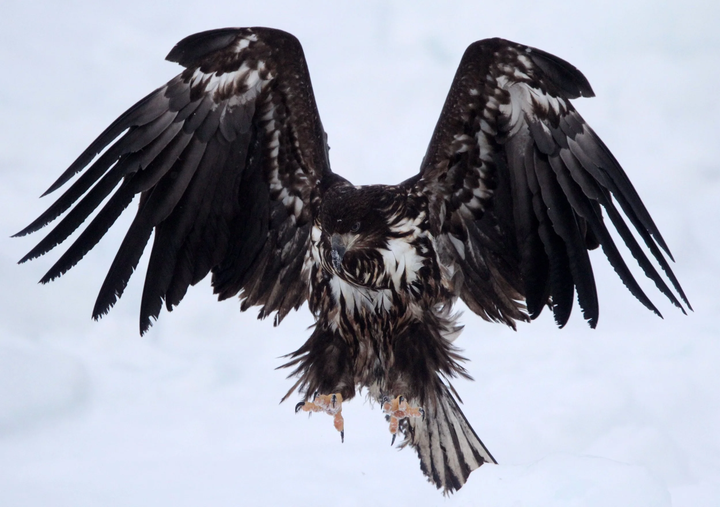 BIRD - EAGLE - WHITE-TAILED EAGLE - RAUSU, SHIRETOKO PENINSULA & NATIONAL PARK - HOKKAIDO JAPAN (108).JPG