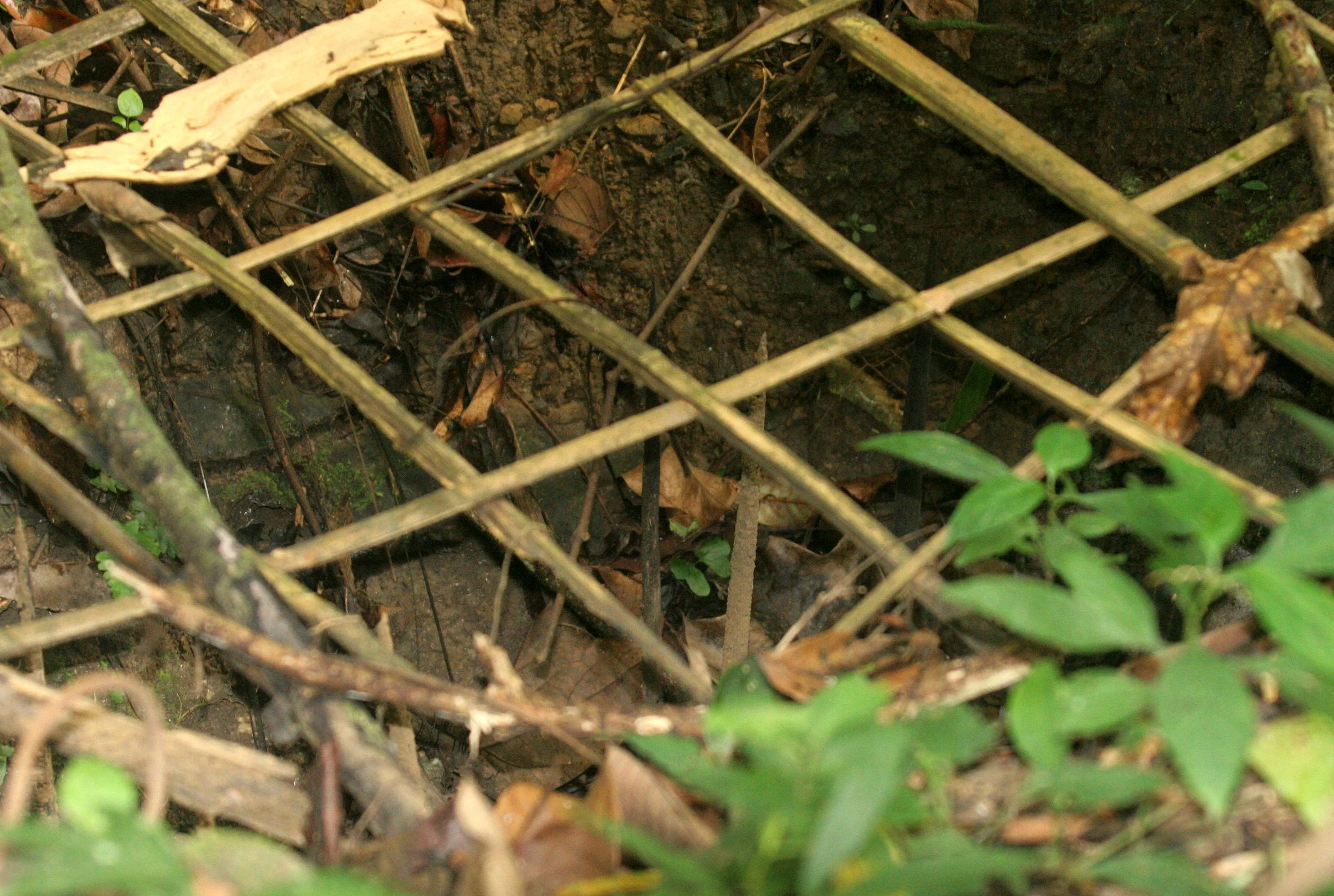 2008 Khao Luang NP Krung Chin Waterfalls Area (14).JPG