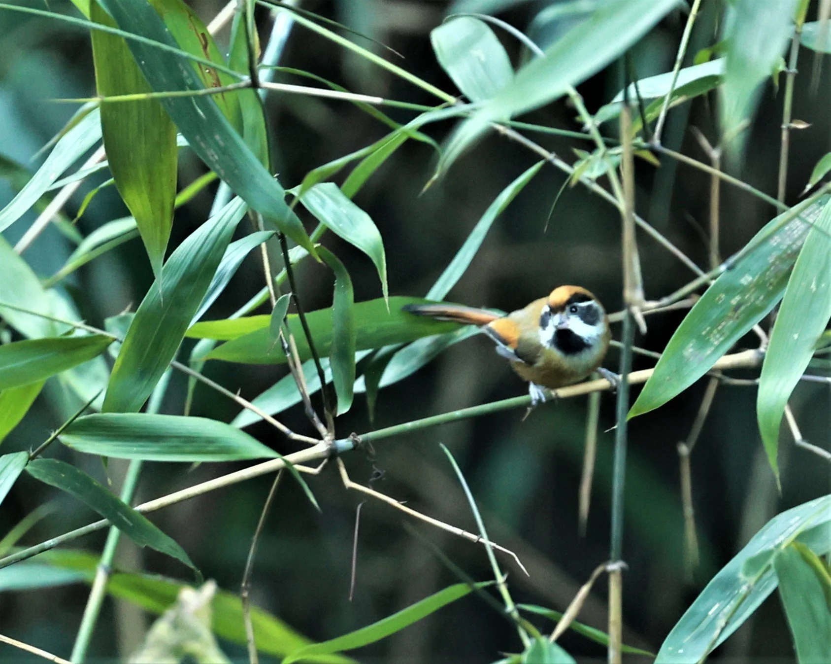 PARROTBILL - BLACK-THROATED PARROTBILL - Suthora nipalensis - Phu Luang Wildlife Reserve Loei Province (18).jpg