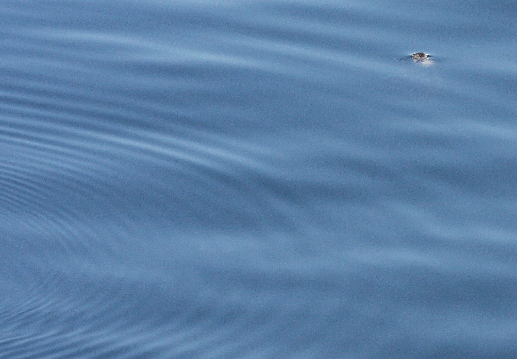 PINNIPED - SEAL - HARBOR SEAL - PUGET SOUND WA (14).JPG