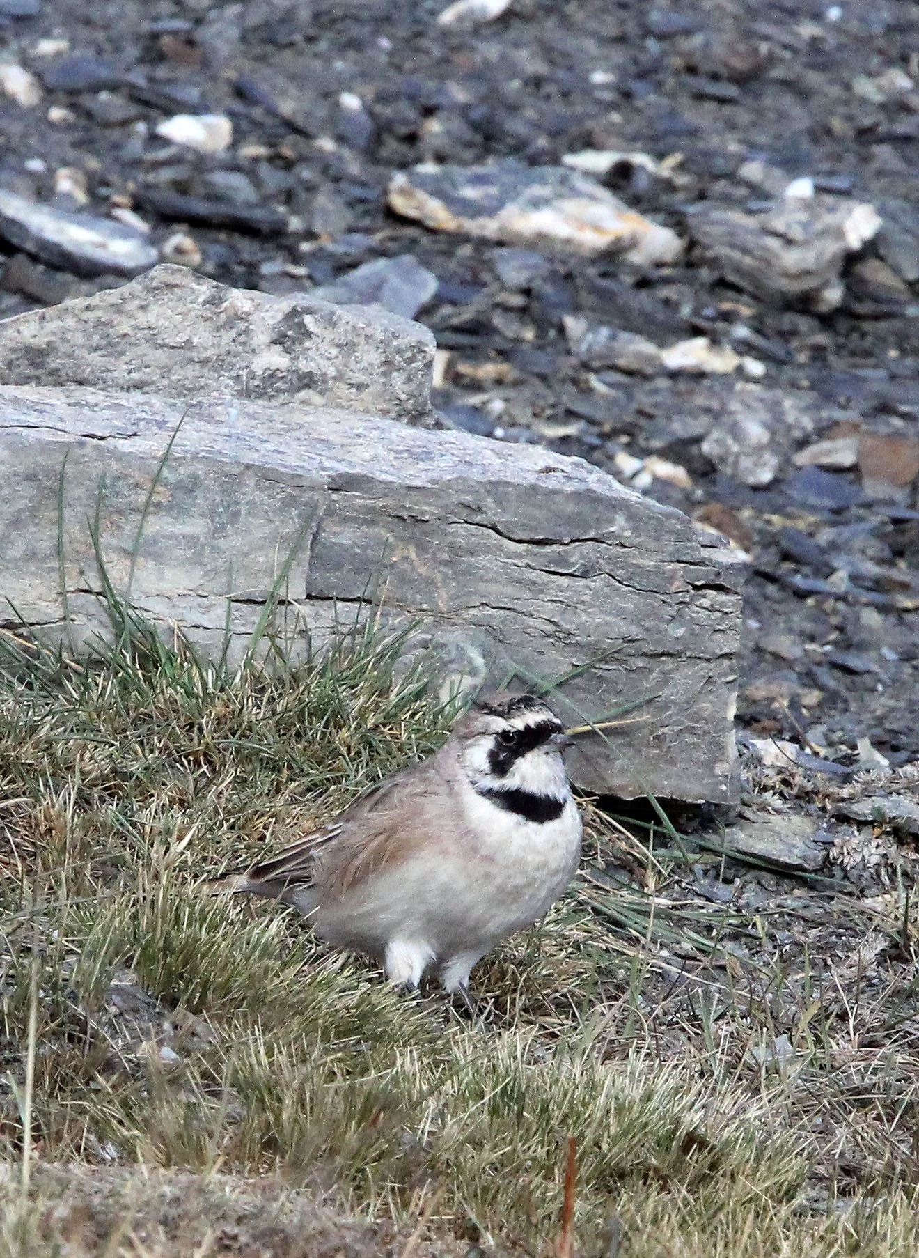 Horned Lark (Eremophila alpestris) Jiang Lu Ling Pass Qinghai China (4).JPG