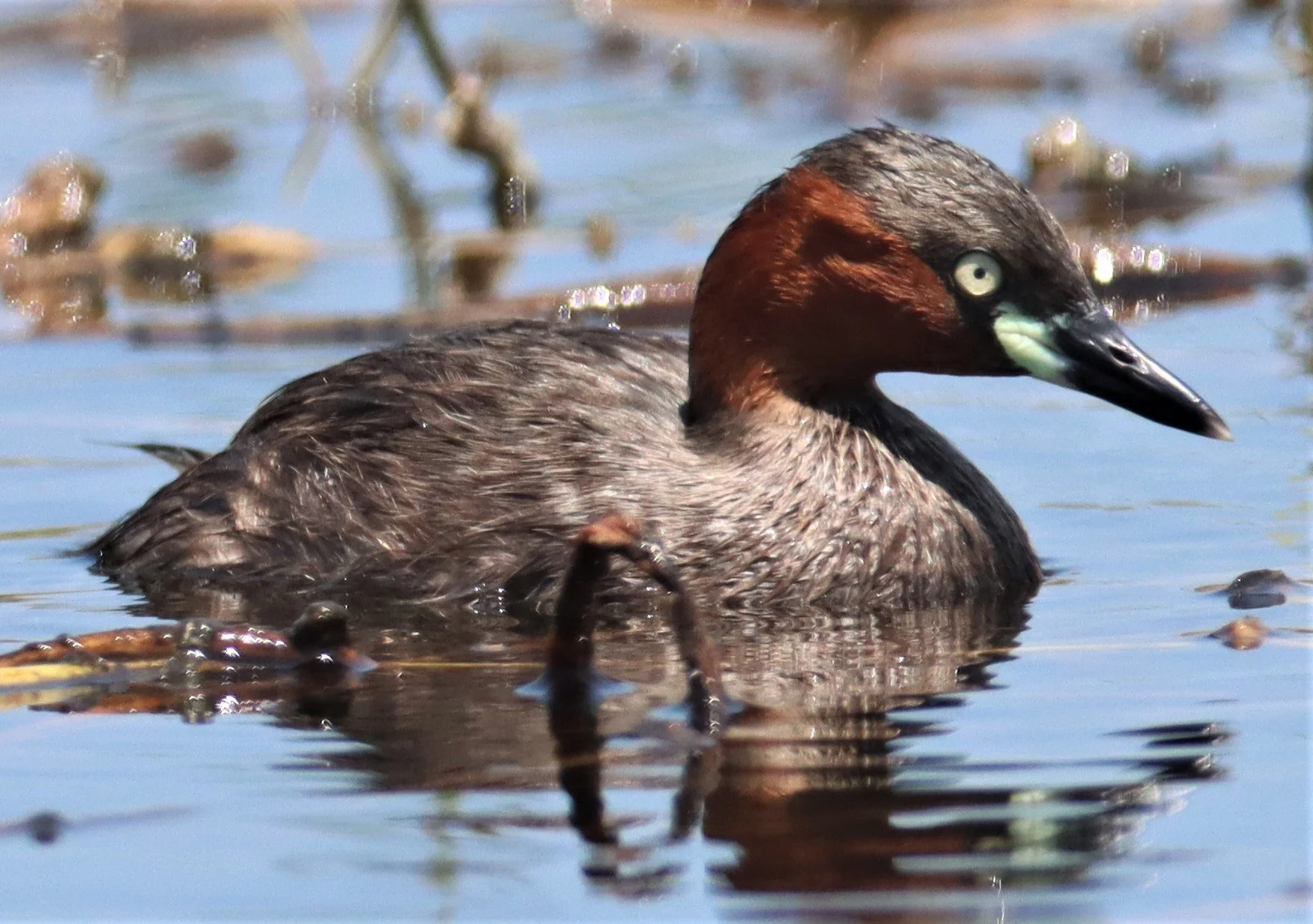 Little Grebe (Tachybaptus ruficollis) Bang Khaem Wetlands Nakhon Pathom Thailand (9).jpg