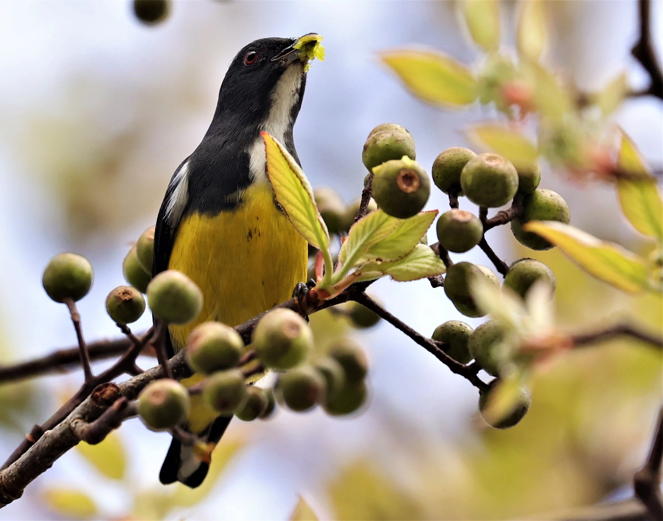 FLOWERPECKER - YELLOW-BELLIED FLOWERPECKER - Dicaeum melanozanthum - DOI INTHANON NP CHIANG MAI, DEC 2021 (11).JPG