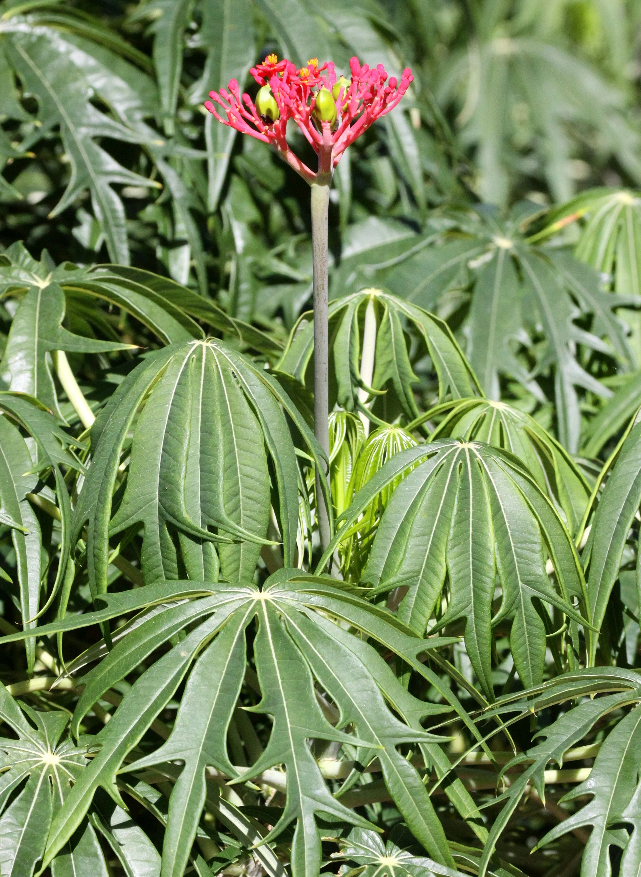 PLANT - FORT DAUPHIN MADAGASCAR (2).JPG