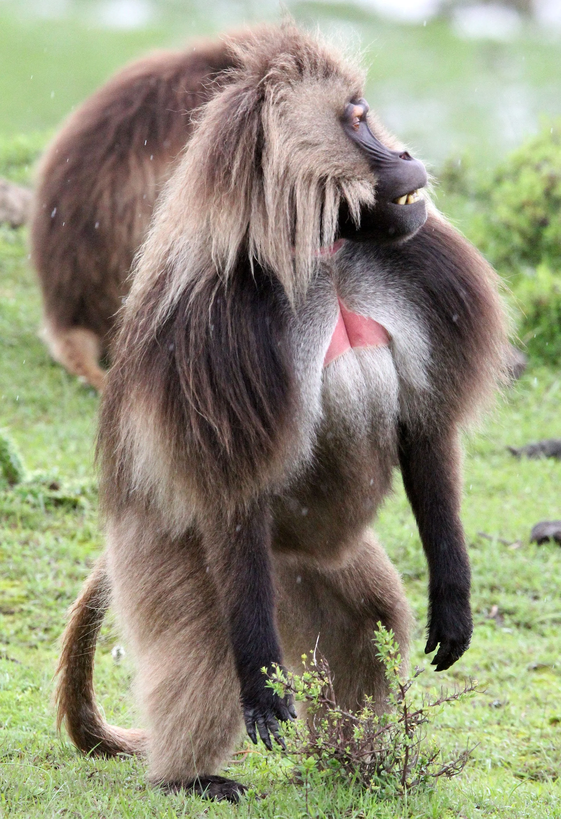 CERCOPITHECIDAE - Theropithecus gelada - GELADA - SIMIEN MOUNTAINS NATIONAL PARK ETHIOPIA (1682).JPG