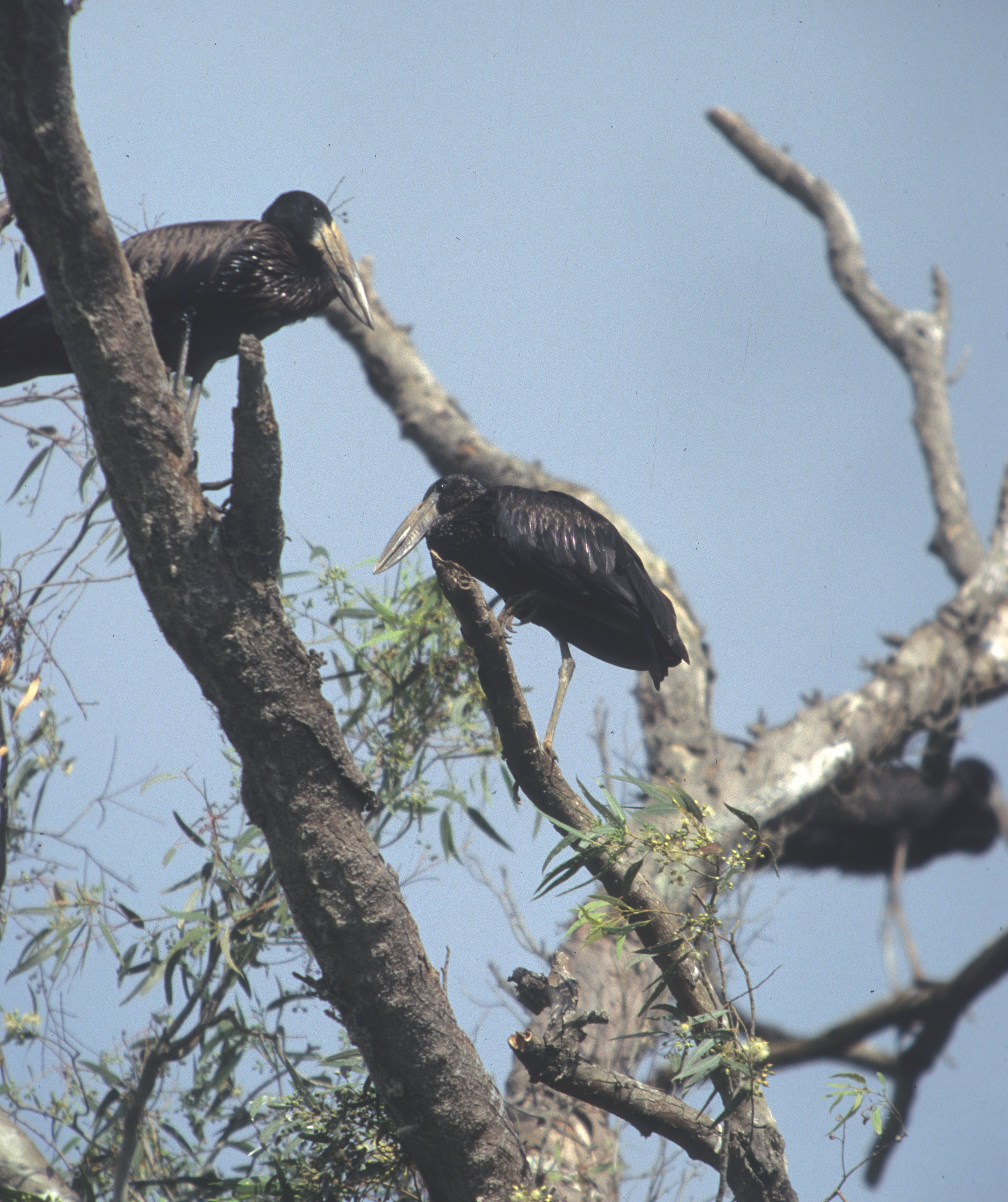 BIRDS - STORK - AFRICAN OPENBILLED - UGANDA.jpg