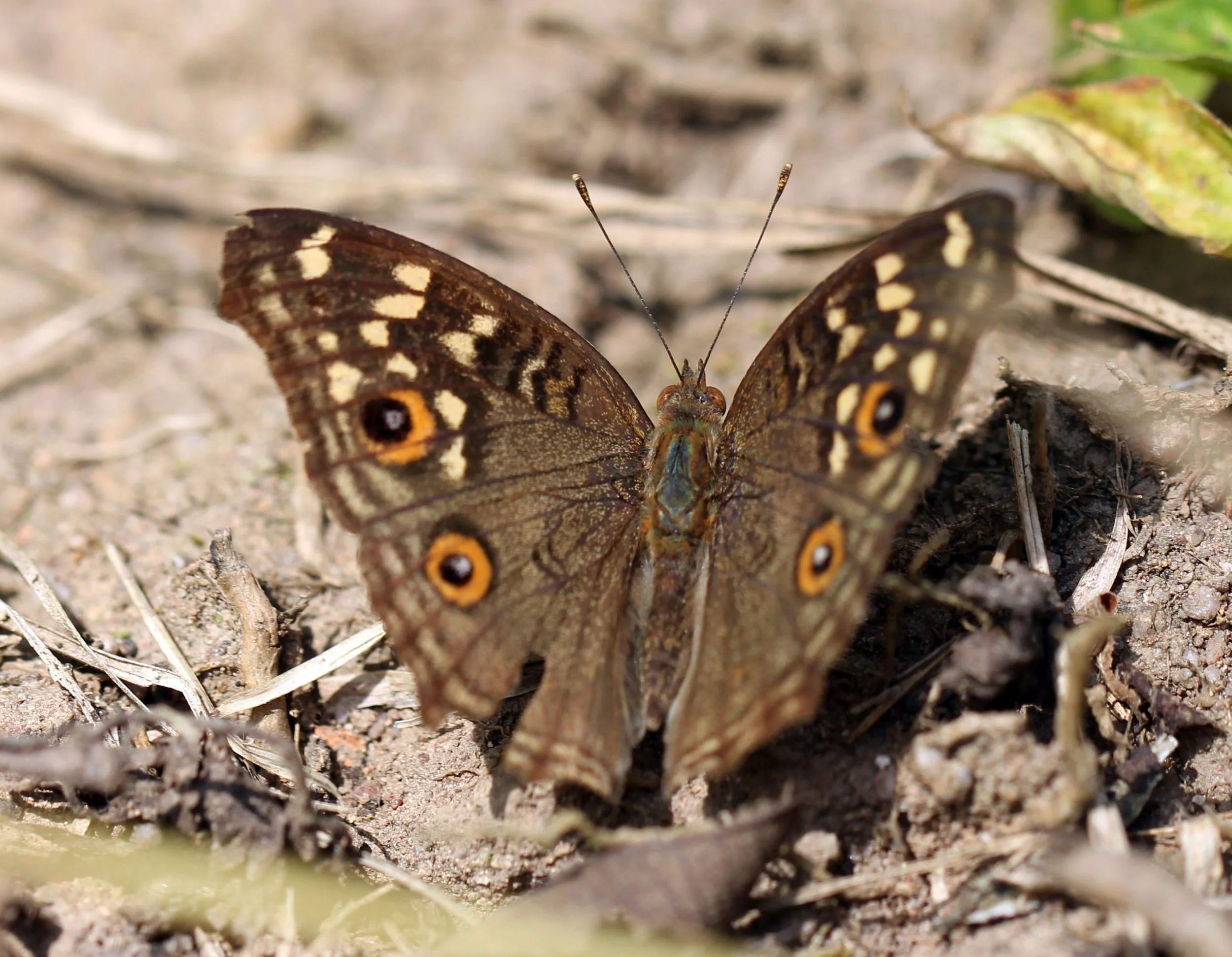Nymphalidae - Junonia lemonias - Huai Kha Khaeng Thailand 