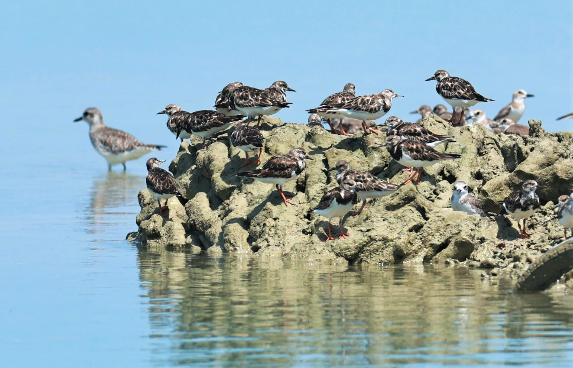 TURNSTONE - RUDDY TURNSTONE - Arenaria interpres - Laem Pakarang, Phang Nga Province Feb 19 2023 (7).jpg