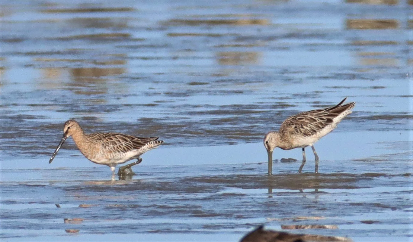 DOWITCHER - ASIAN DOWITCHER - Limnodromus semipalmatus - Mangrove Forest Research Center (21).jpg