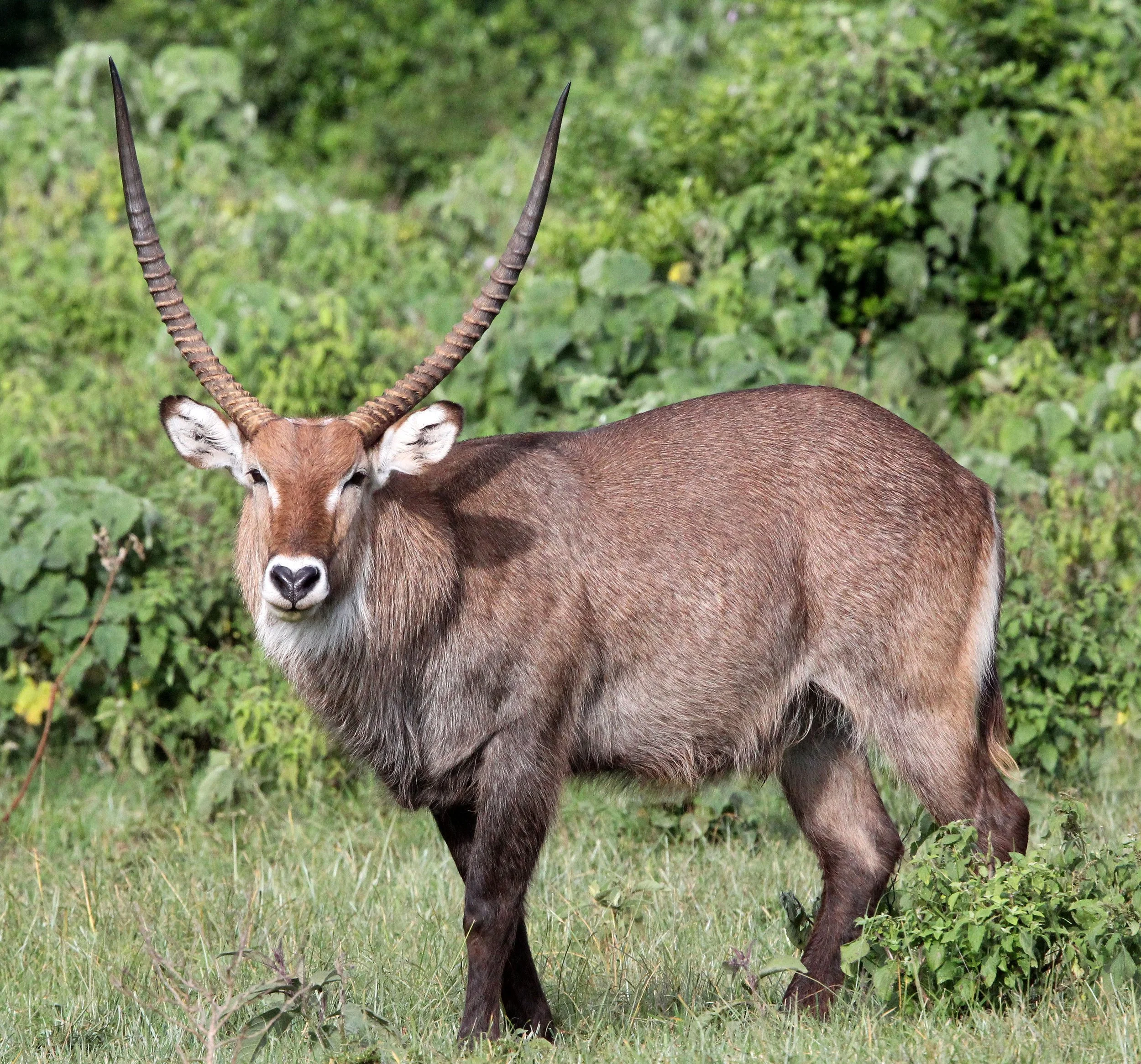 WATERBUCK - DEFASSA'S WATERBUCK - Kobus defassa - ABERDERES NATIONAL PARK KENYA (13).JPG