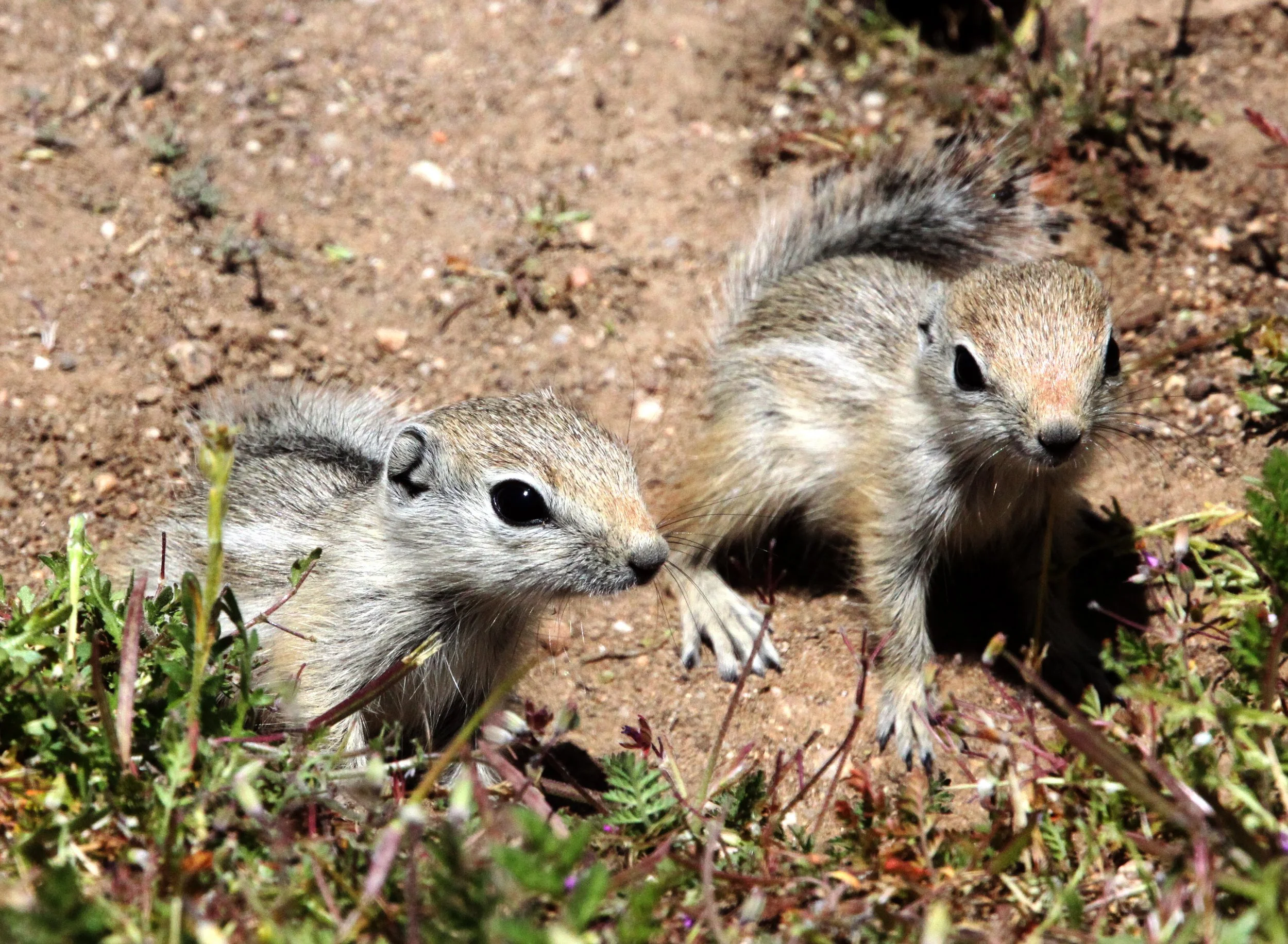 Ammospermophilus nelsoni - SAN JOAQUIN (NELSON'S) ANTELOPE SQUIRREL - CARRIZO PLAIN NATIONAL MONUMENT (58).JPG