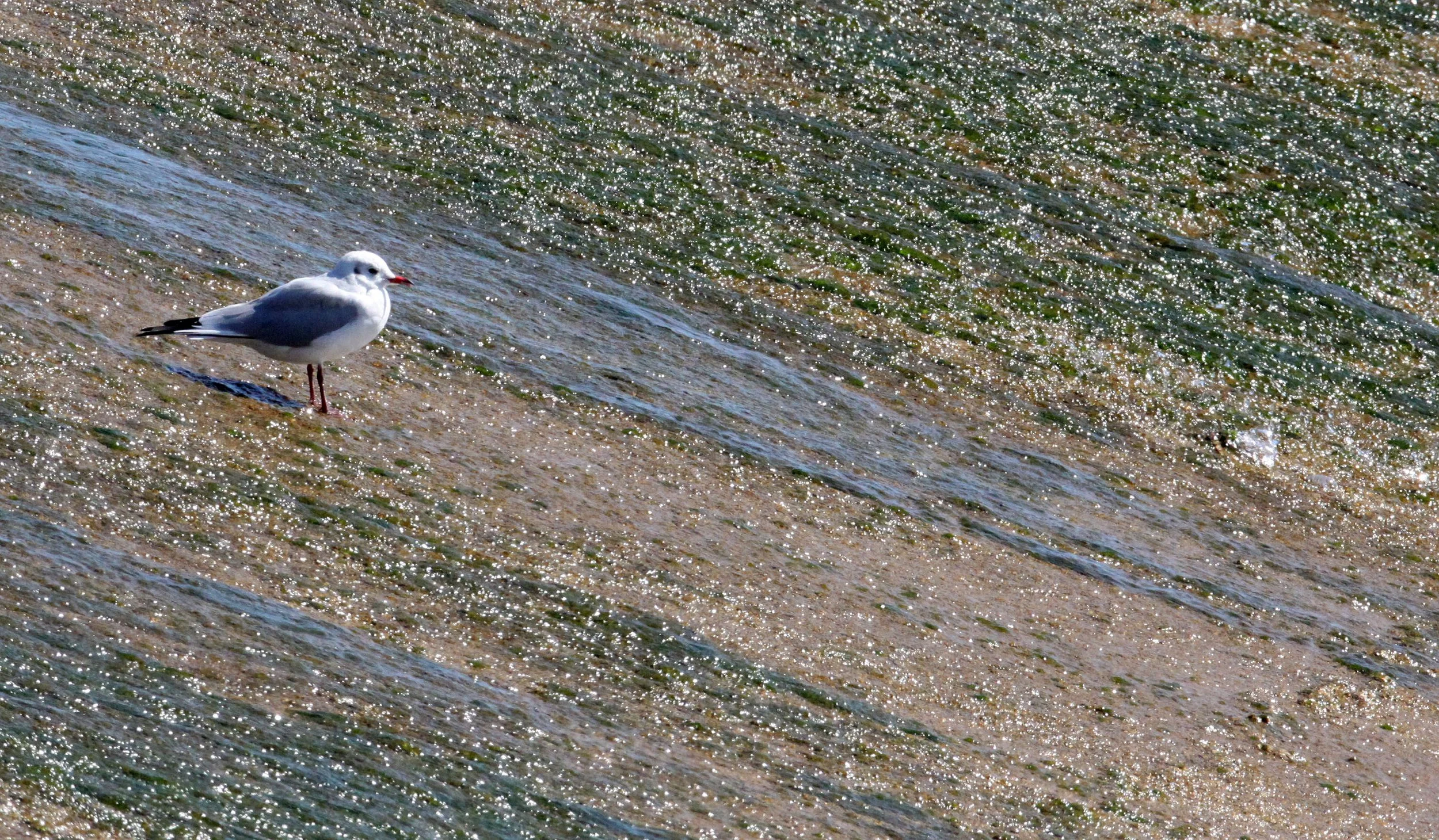 BIRD - GULL - BLACK-HEADED GULL - SOMCHAT GUJARAT INDIA.JPG