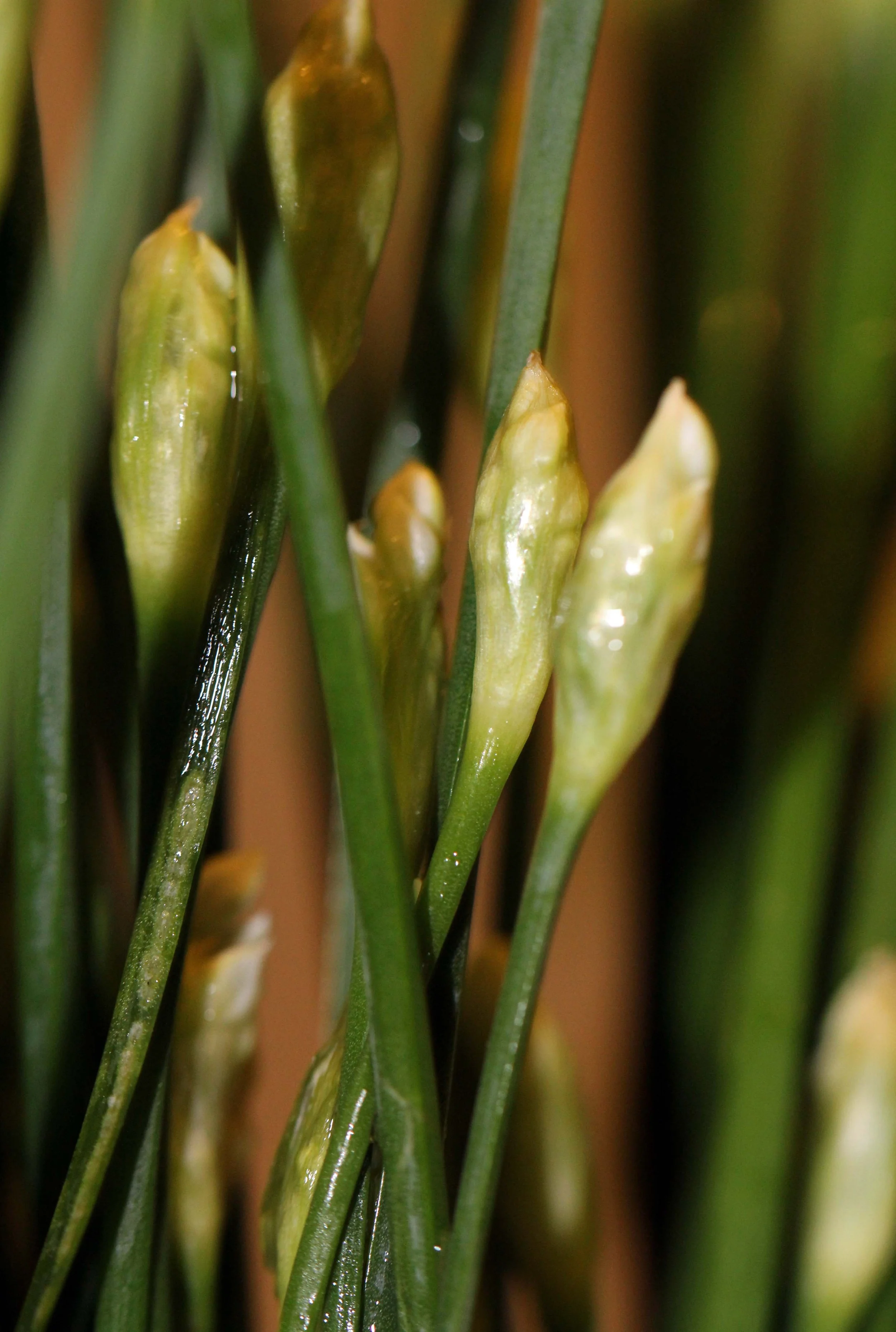 2013 - BANGKOK OCTOBER 2013 (52).JPG