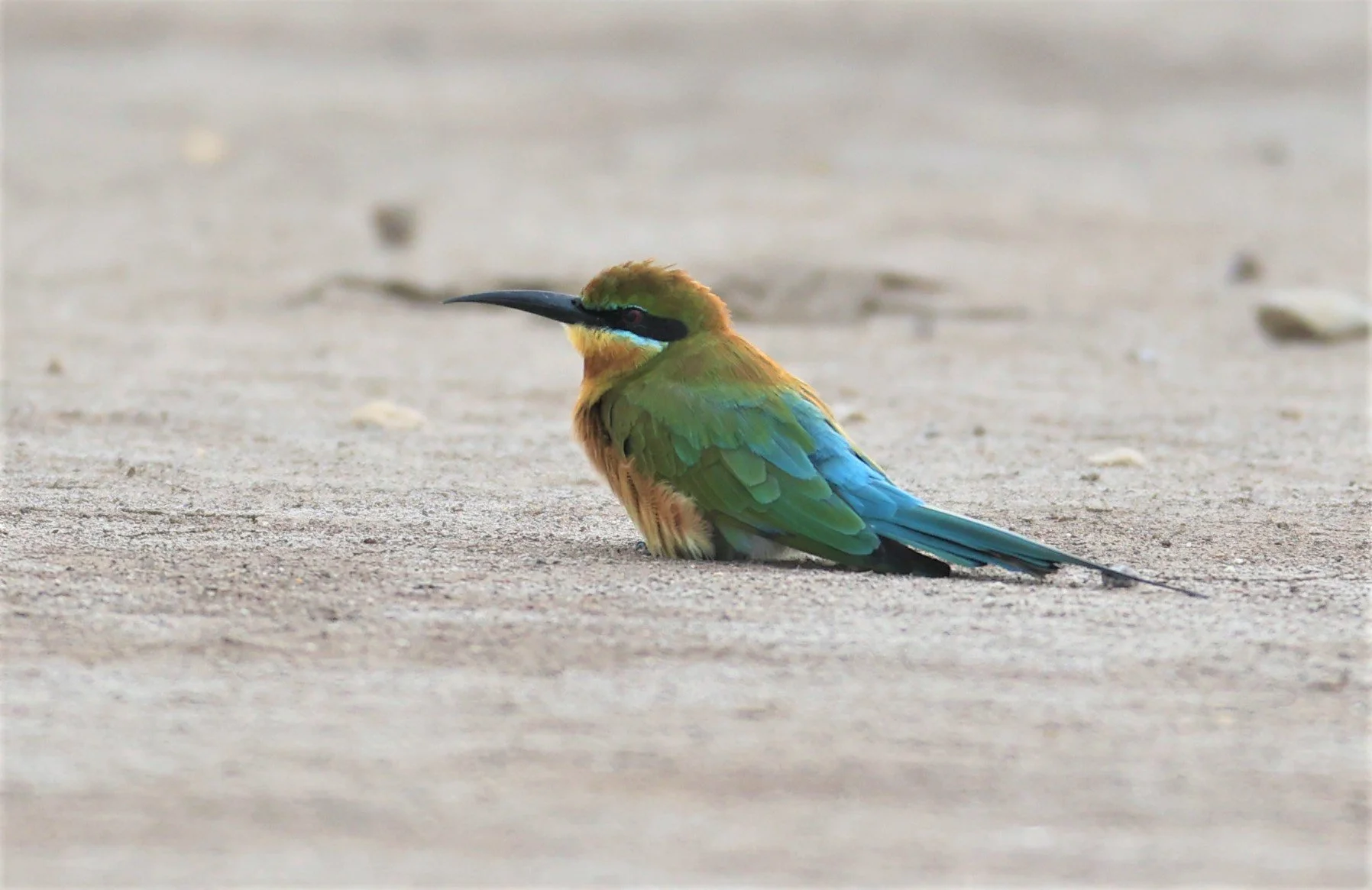 BEE EATER - BLUE-TAILED BEE-EATER - Merops philippinus - BANG KHAEM NAKHON PATHOM PROVINCE 22 OCT 2021 (3).jpg