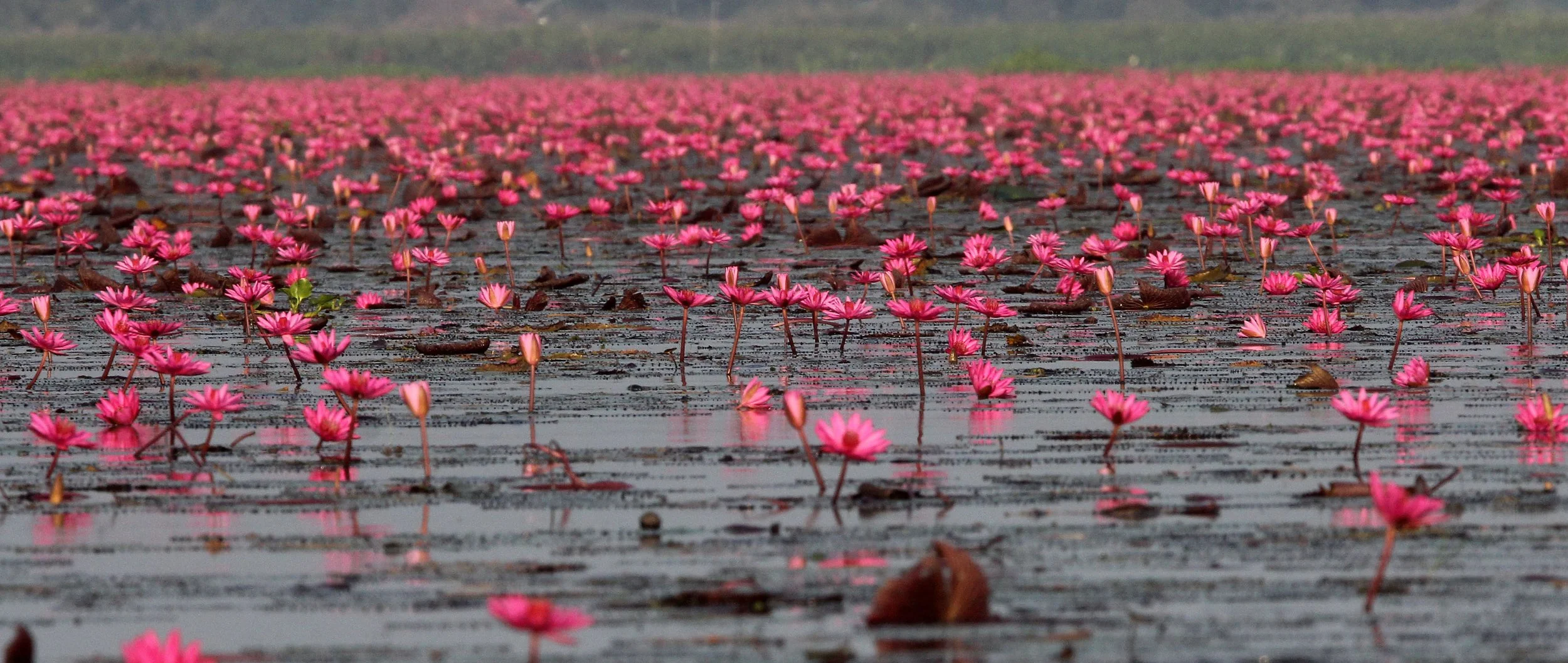 2018 Thale Noi Bird Sanctuary Patthalung (50).JPG