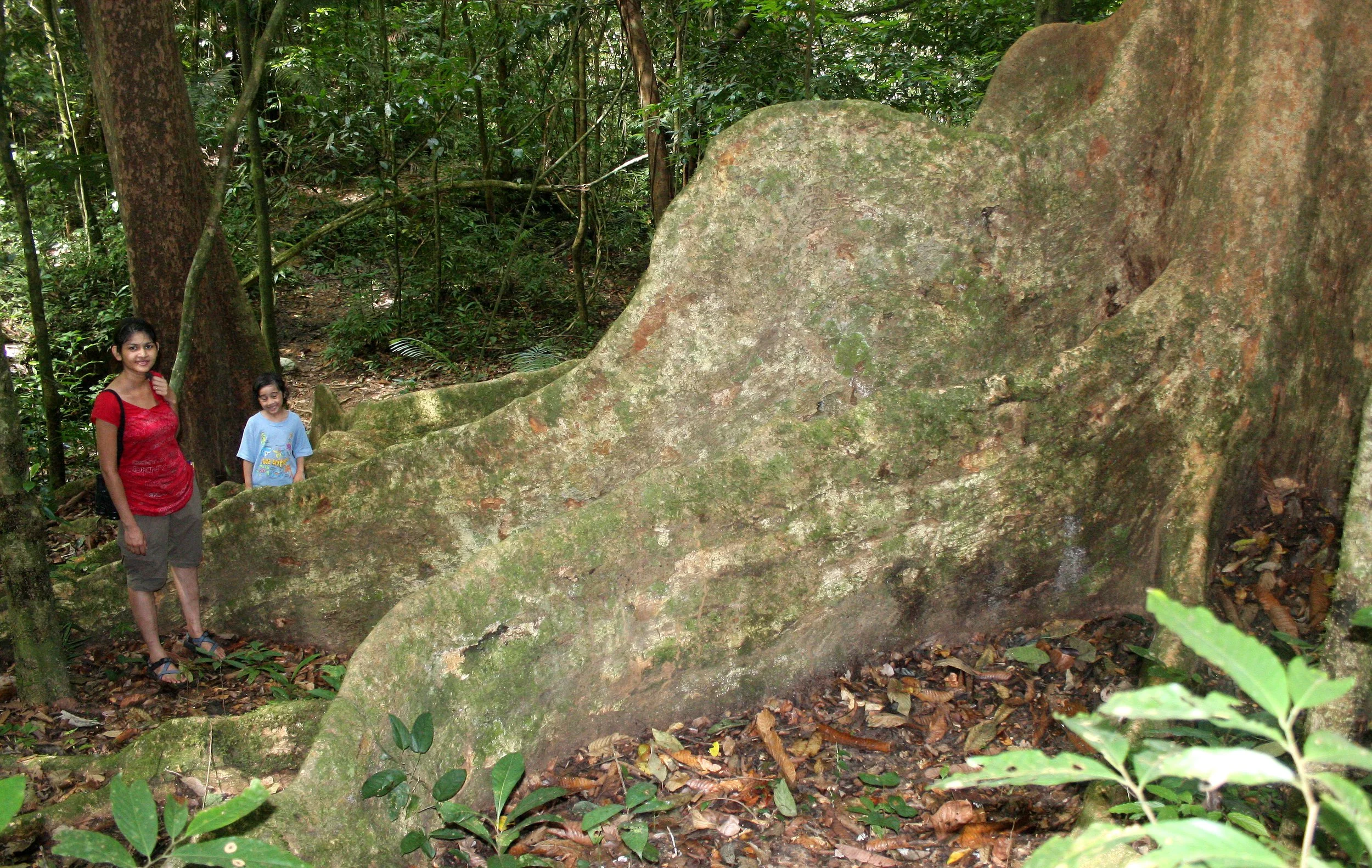KRUNG CHIN NP THAILAND - FOREST GIANT (10).JPG