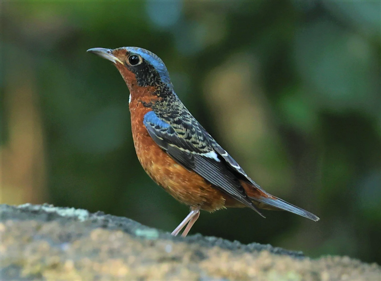 ROCK-THRUSH - WHITE-THROATED ROCK-THRUSH - Monticola gularis - WAT THAM PRATHUM CHONBURI JAN 30 2022 (139).jpg