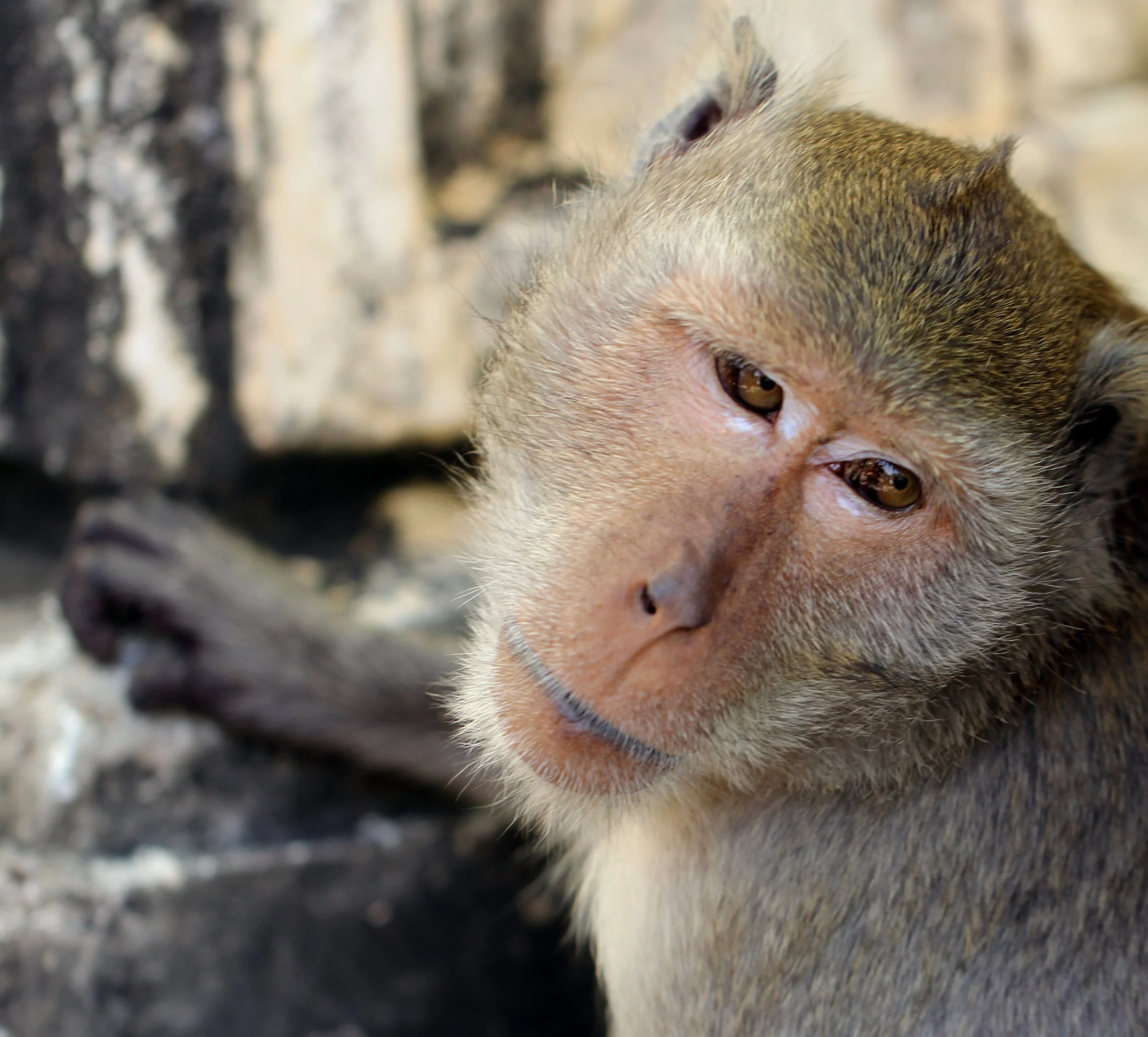 CERCOPITHECIDAE - Macaca fascicularis - LONG-TAILED MACAQUE - PETCHABURI THAILAND (10).JPG