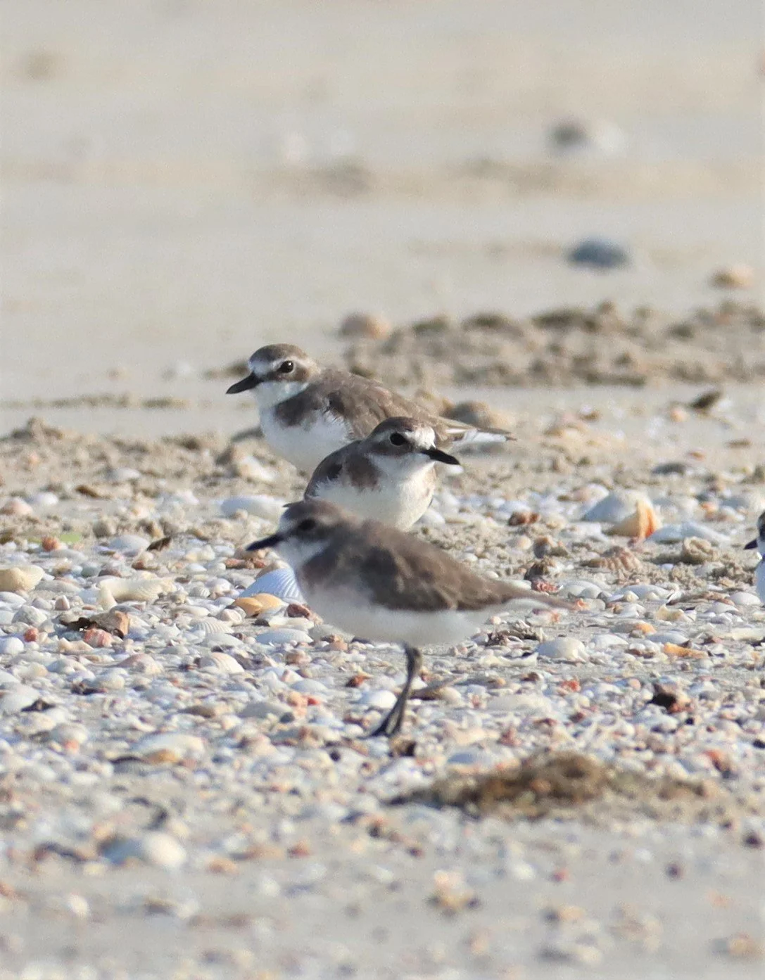 PLOVER - GREATER SAND-PLOVER -Charadrius leschenaultii - PAK THALE PETBURI (37).jpg