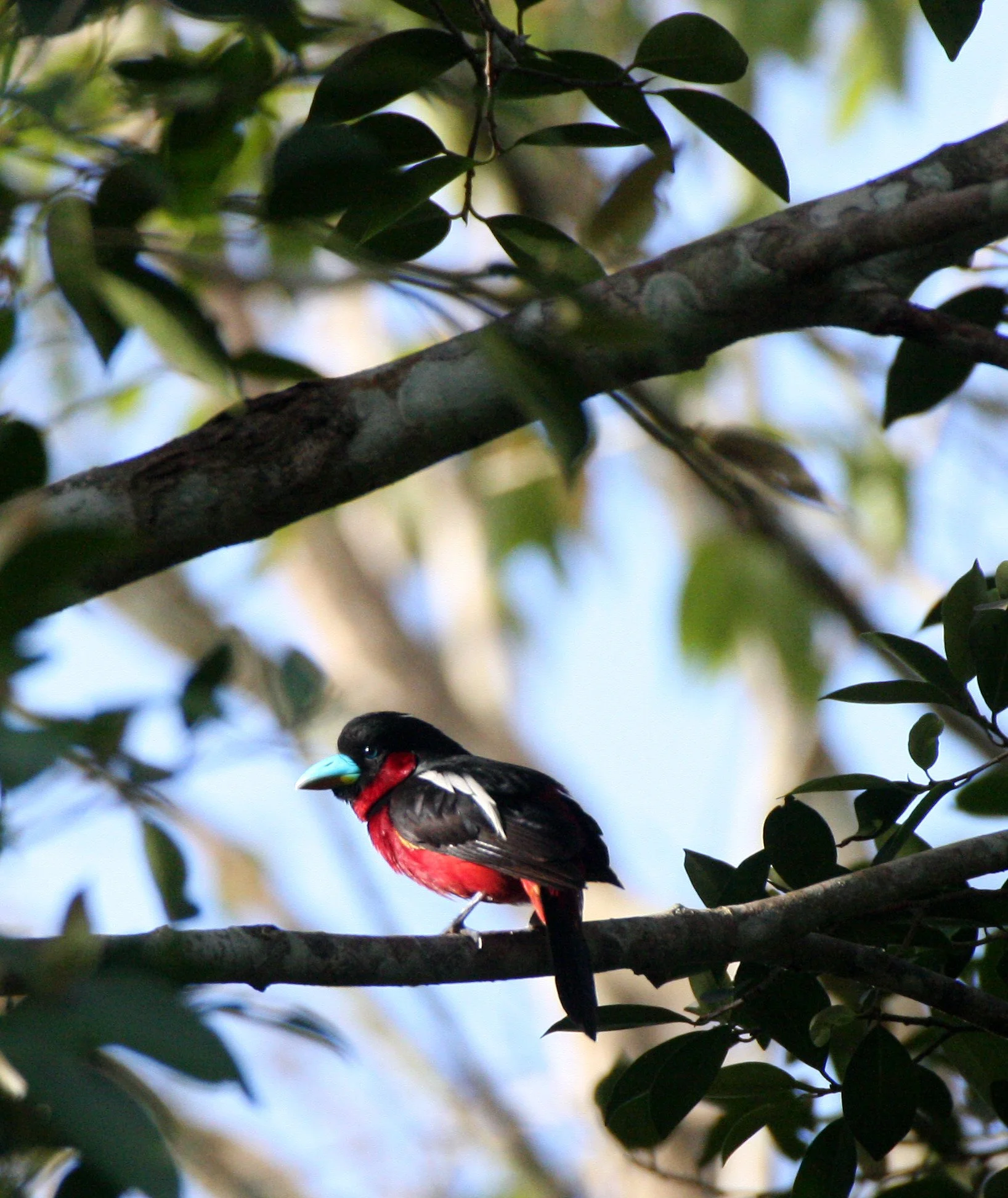 BROADBILL - BLACK AND RED BROADBILL - Cymbirbynchus macrorhynchus - KAENG KRACHAN NP THAILAND (19).JPG
