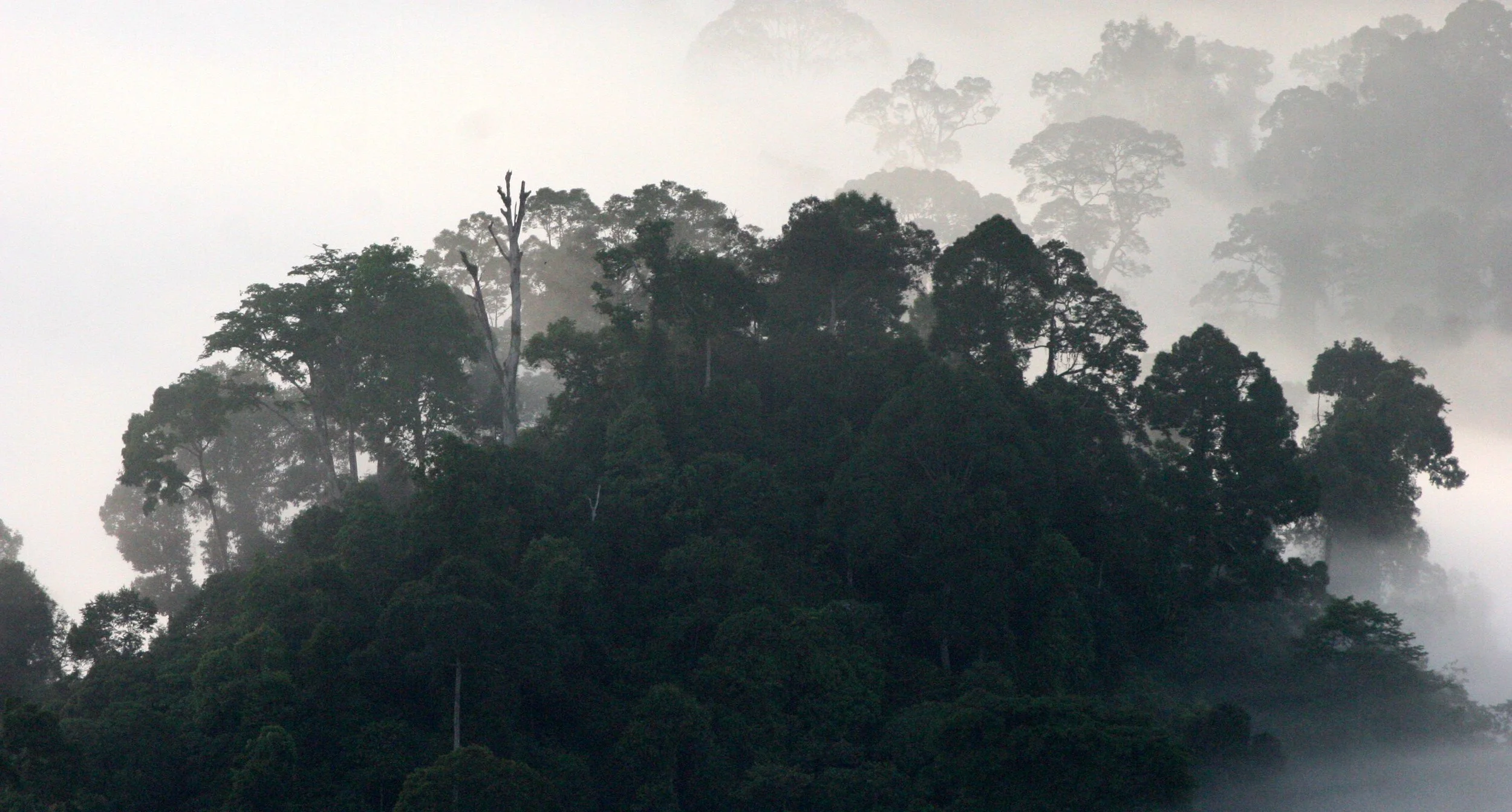 DANUM VALLEY BORNEO - SUNRISE OVER THE DANUM (82).JPG