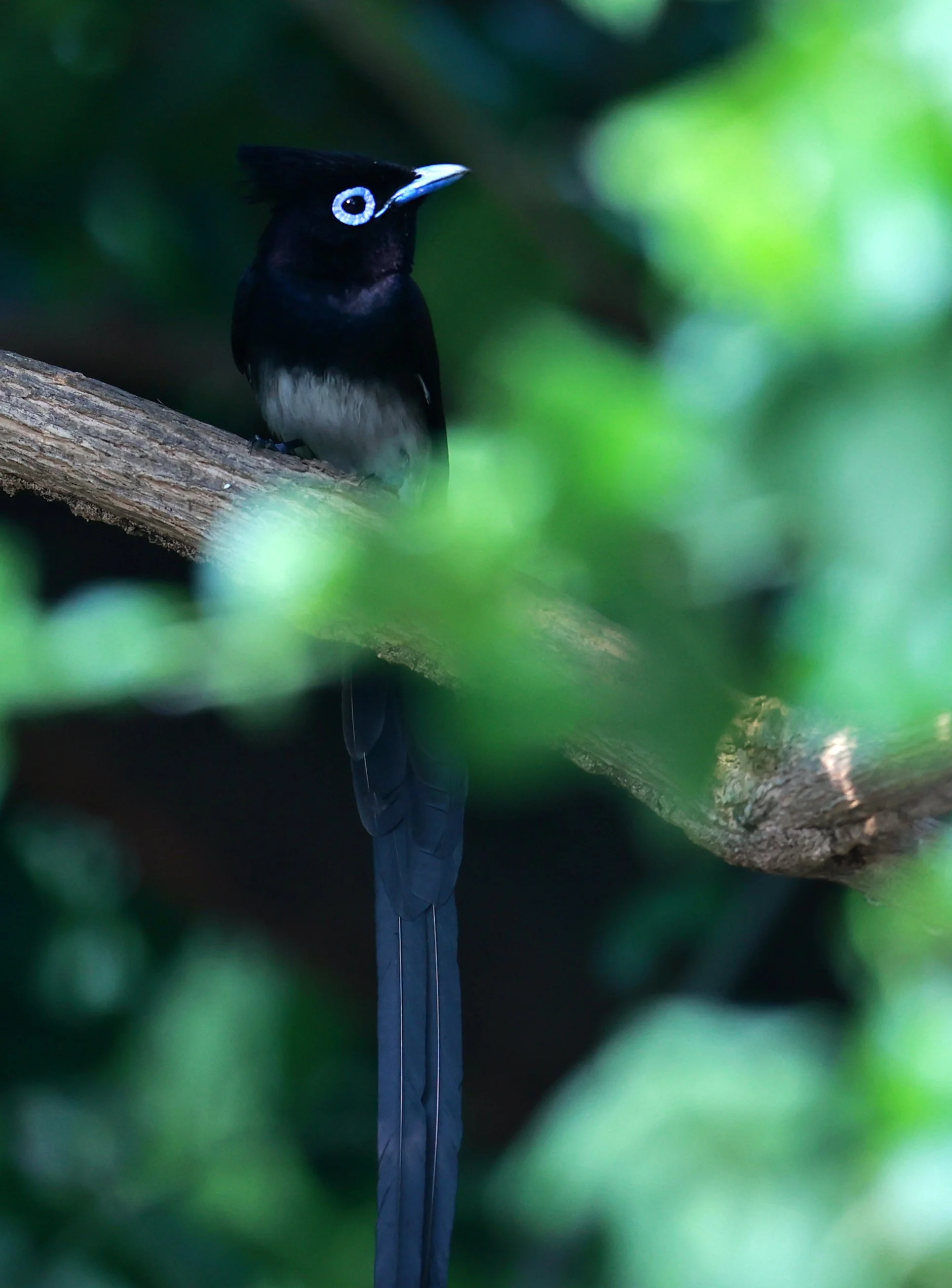 Paradise Flycatcher - Black or Japanese Paradise Flycatcher - Terpsiphone atrocaudata - Bang Pu Mangrove Forest Preserve (20).jpg