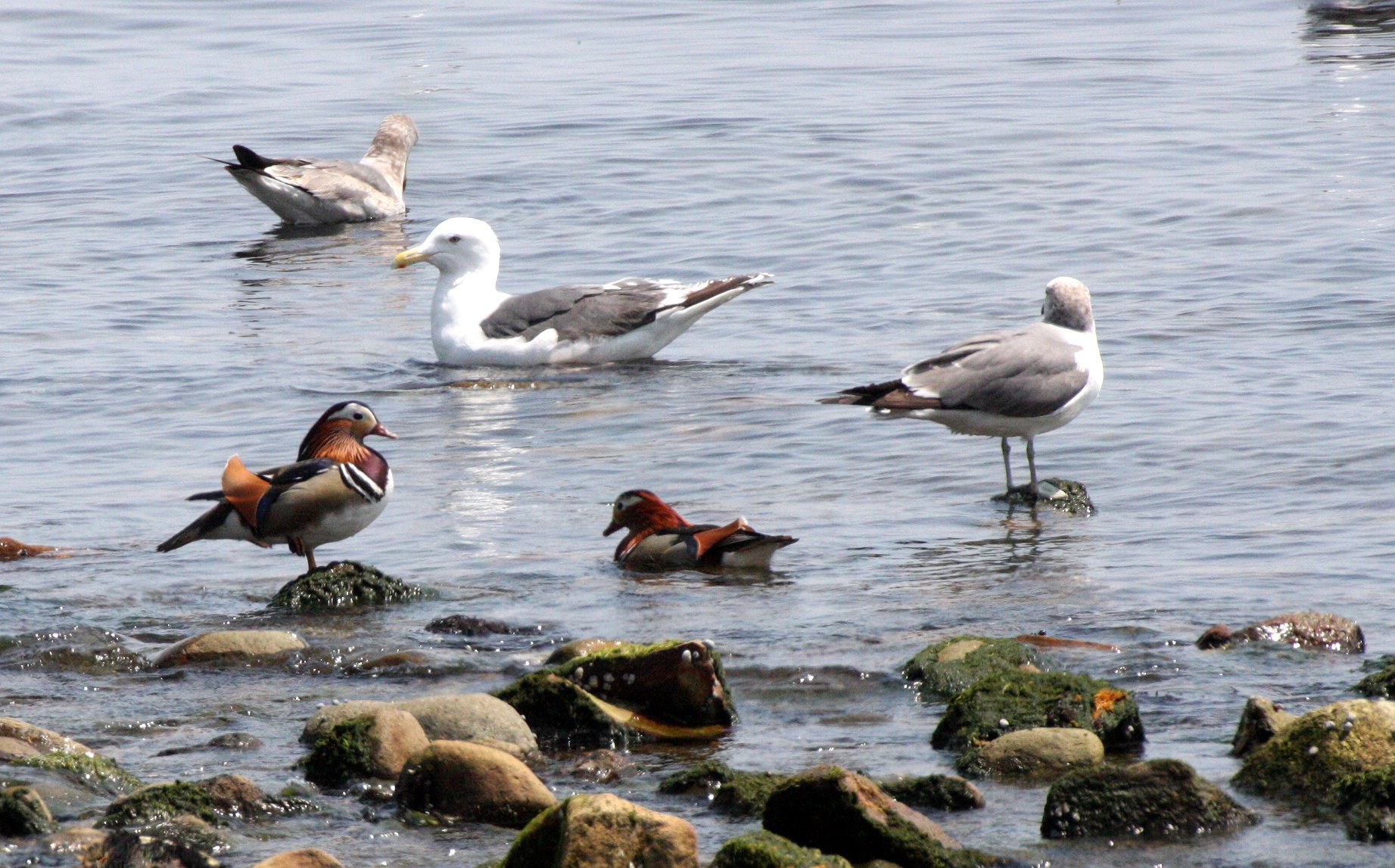 BIRD - DUCK - MANDARIN DUCK - WITH BLACK-TAILED AND HERRING GULLS - KAWAUCHI JAPAN (12).JPG