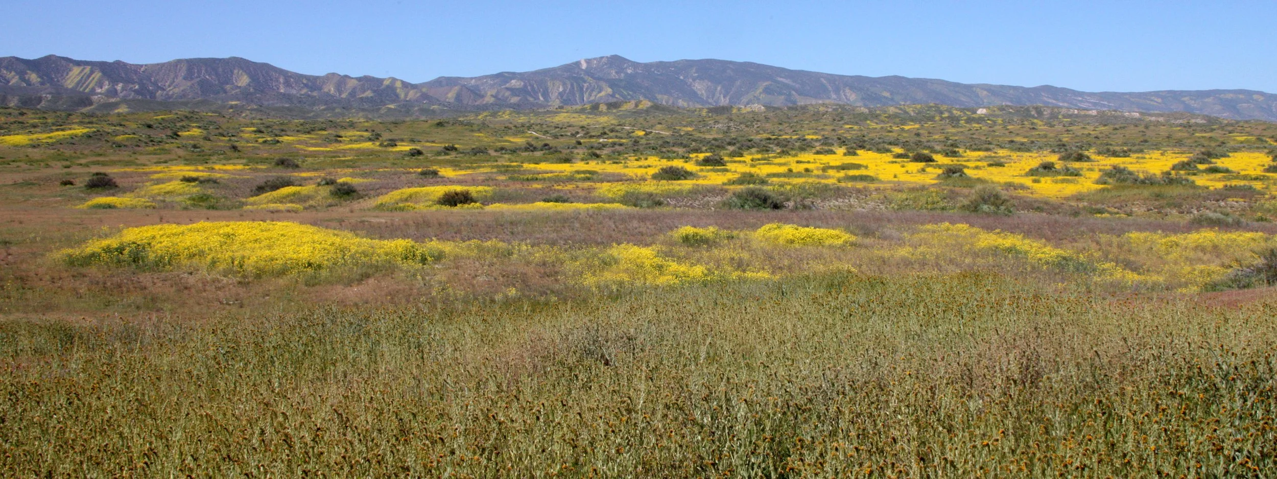 CARRIZO PLAIN NATIONAL MONUMENT - VIEWS OF THE REGION - ROADTRIP 2010 (97).JPG