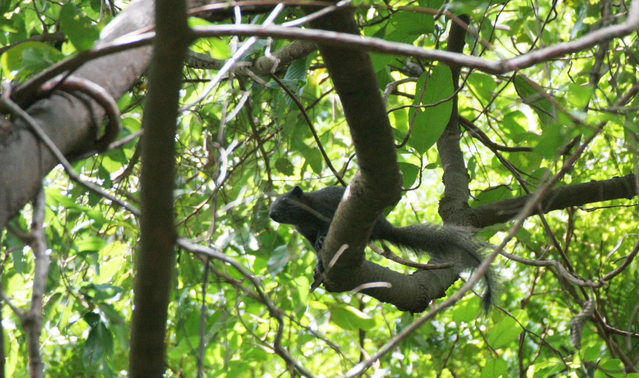 Callosciurus erythraeus - PALLAS'S SQUIRREL - KOH LANTA THAILAND (23).JPG