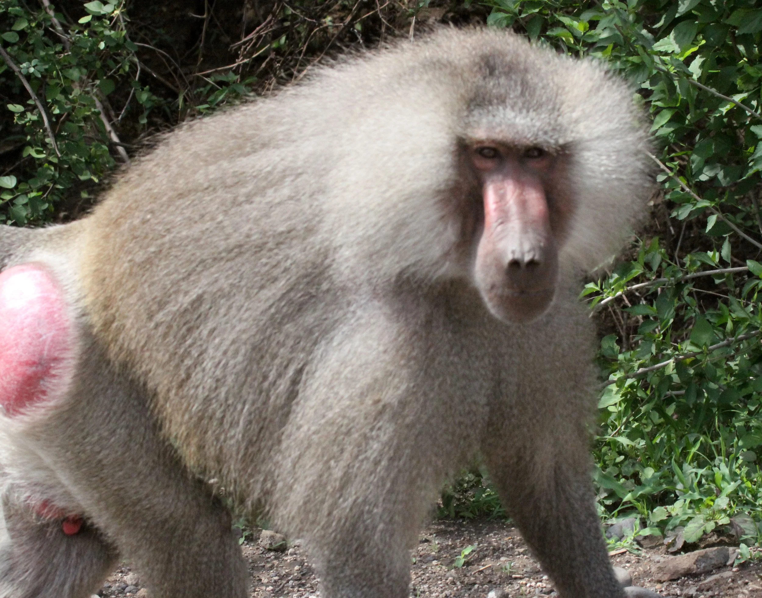 CERCOPITHECIDAE - Papio hamadryas - HAMADRYAS BABOON - AWASH NATIONAL PARK ETHIOPIA (21).JPG