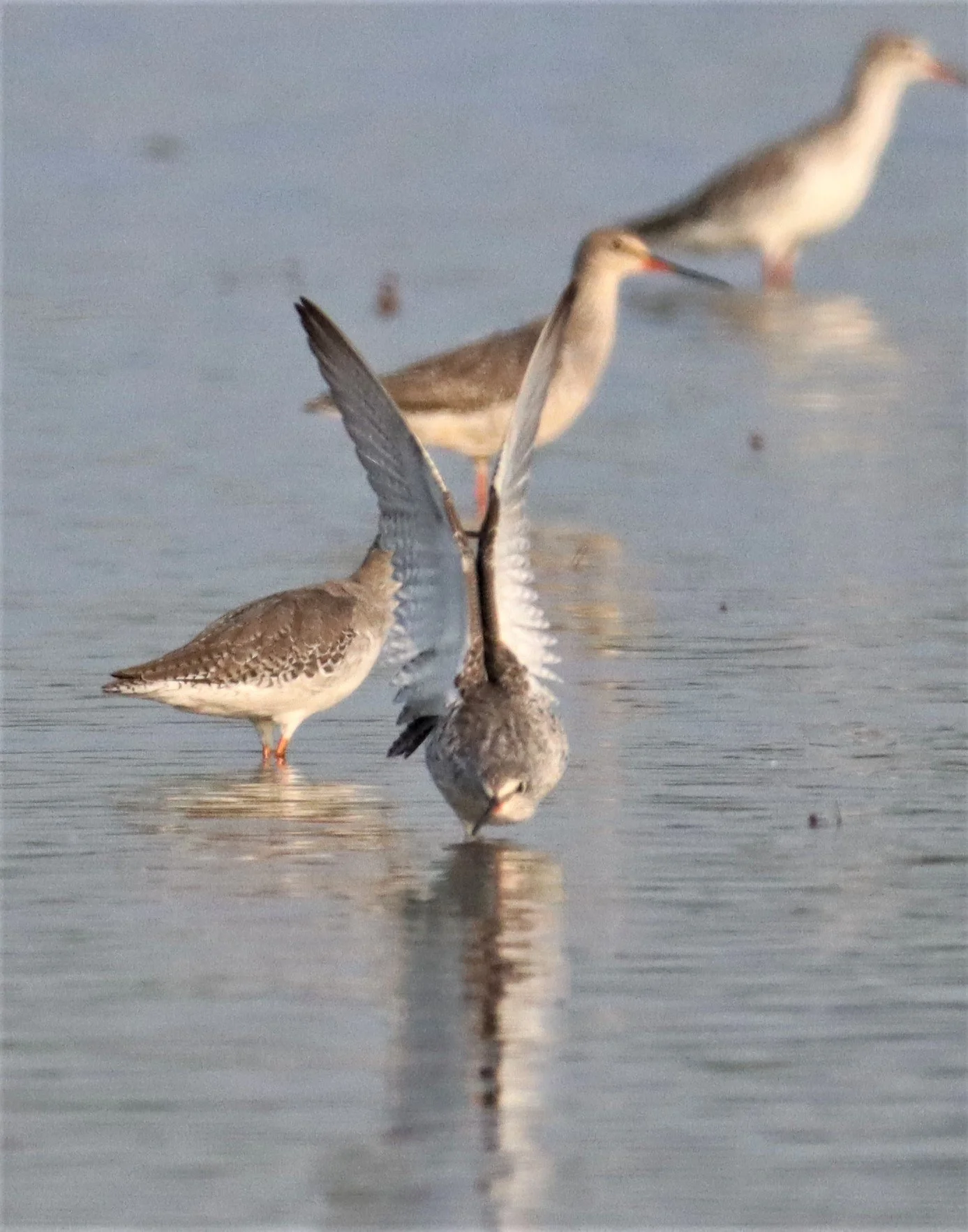 REDSHANK - SPOTTED REDSHANK - Tringa erythropus - PATHUM THANI RICE RESEARCH CTR (12).jpg