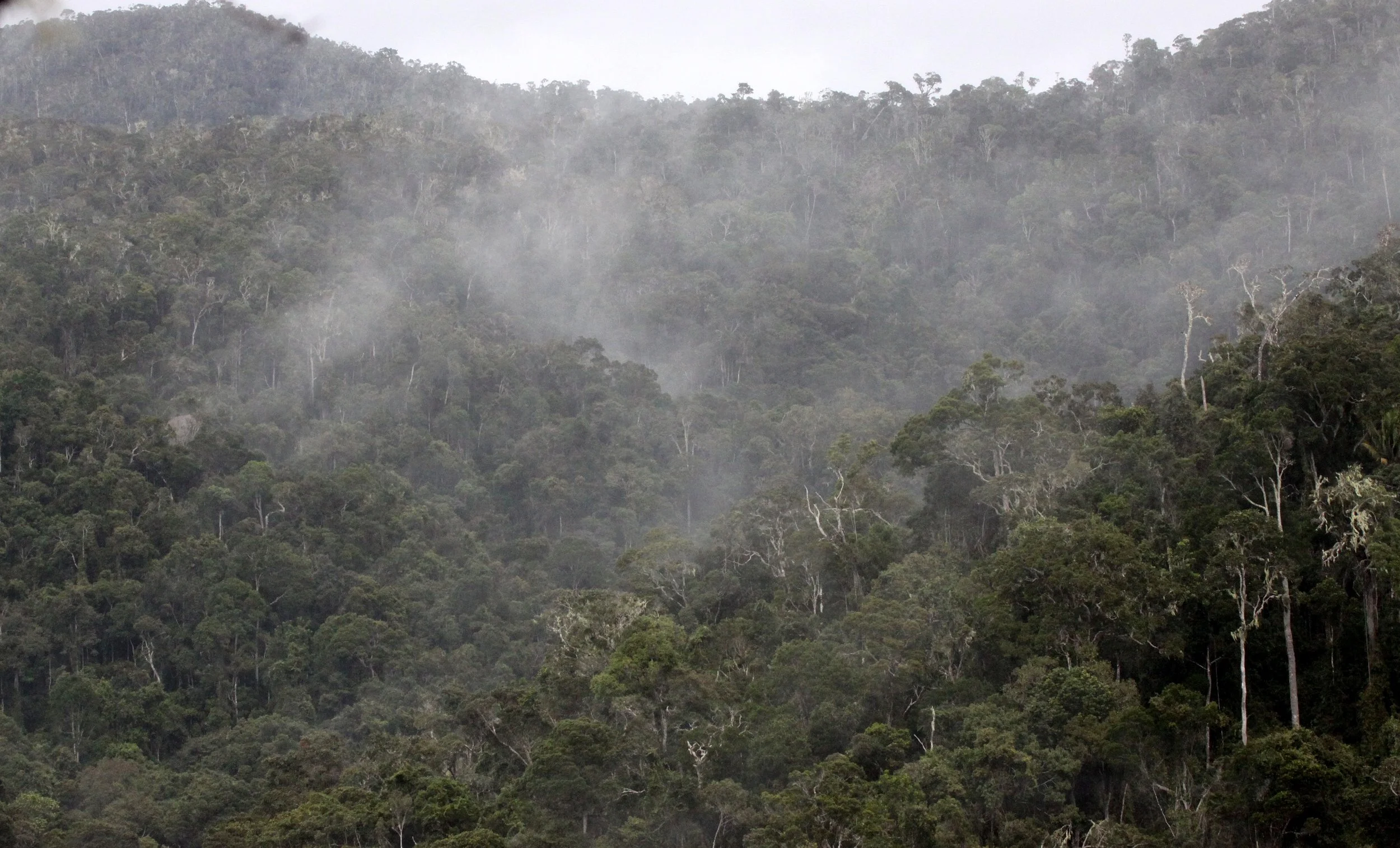 ANDISABE NATIONAL PARK MADAGASCAR - PRIMARY FOREST VIEWS (12).JPG
