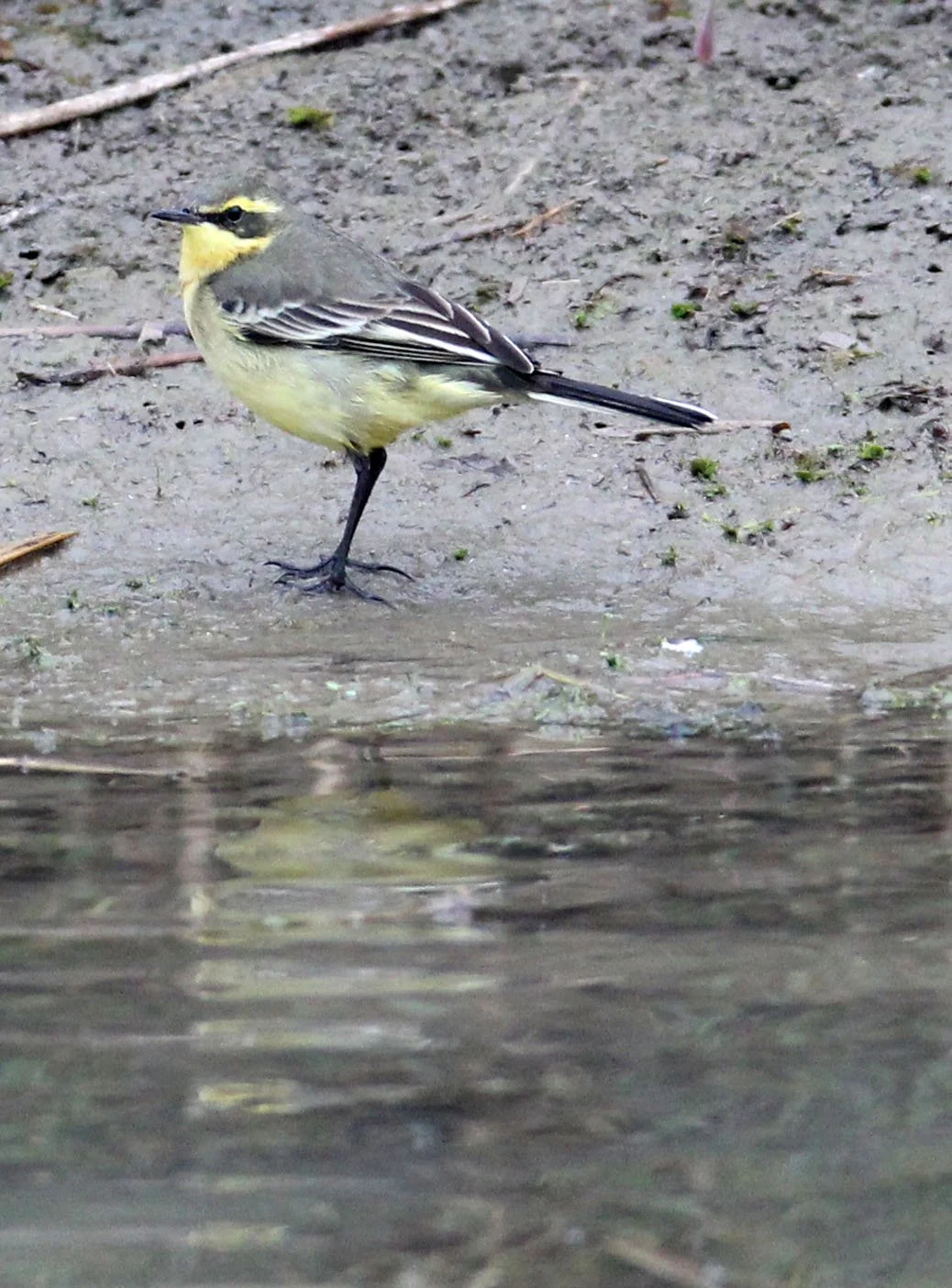 YELLOW WAGTAIL - CHONGMING ISLAND DONGTAN WETLAND RESERVE CHINA (3).JPG
