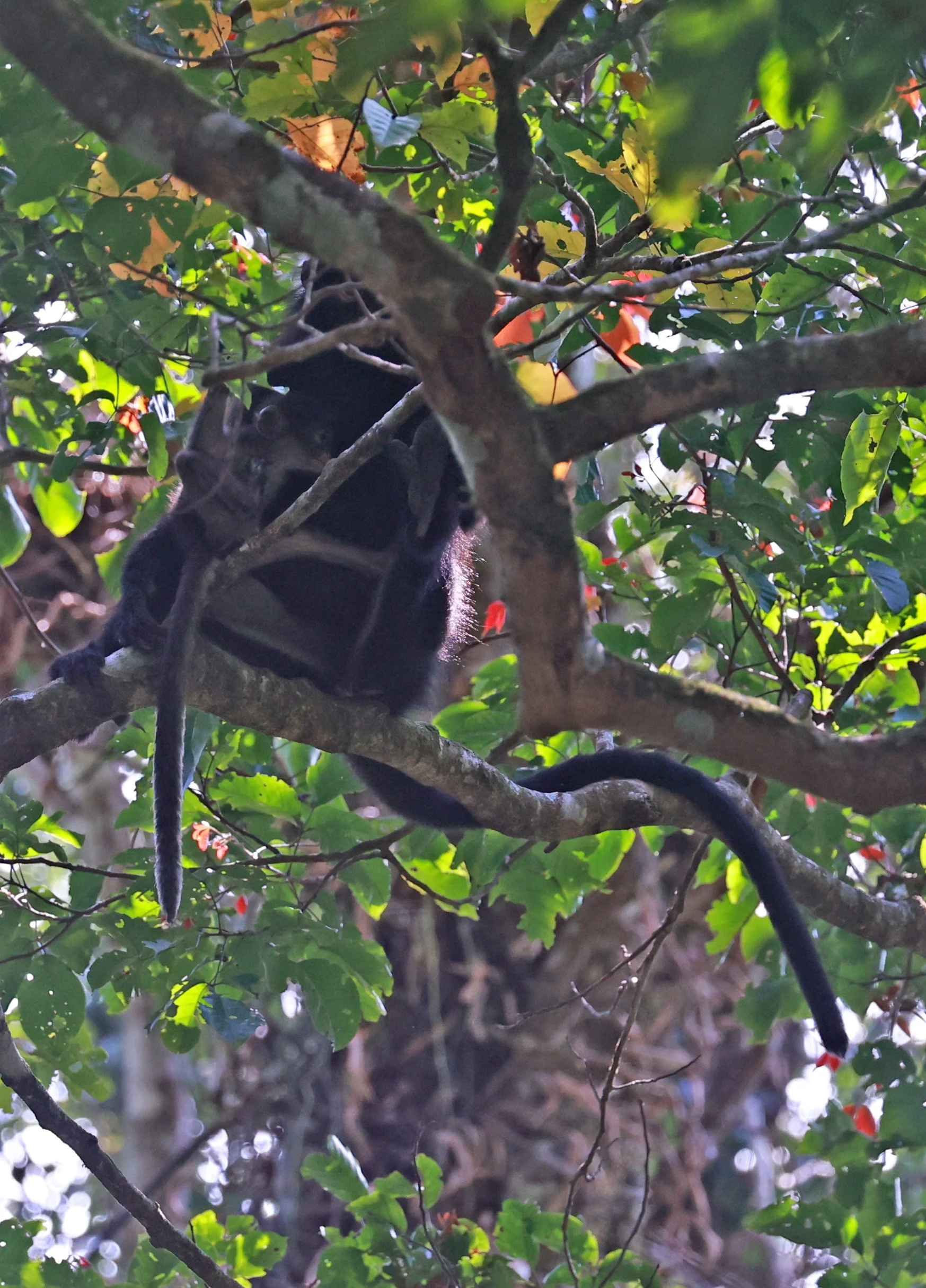 Robinson's Banded Langur (Presbytis robinsoni) Kaeng Krachan National Park Thailand, Jan 2025 (15).jpg