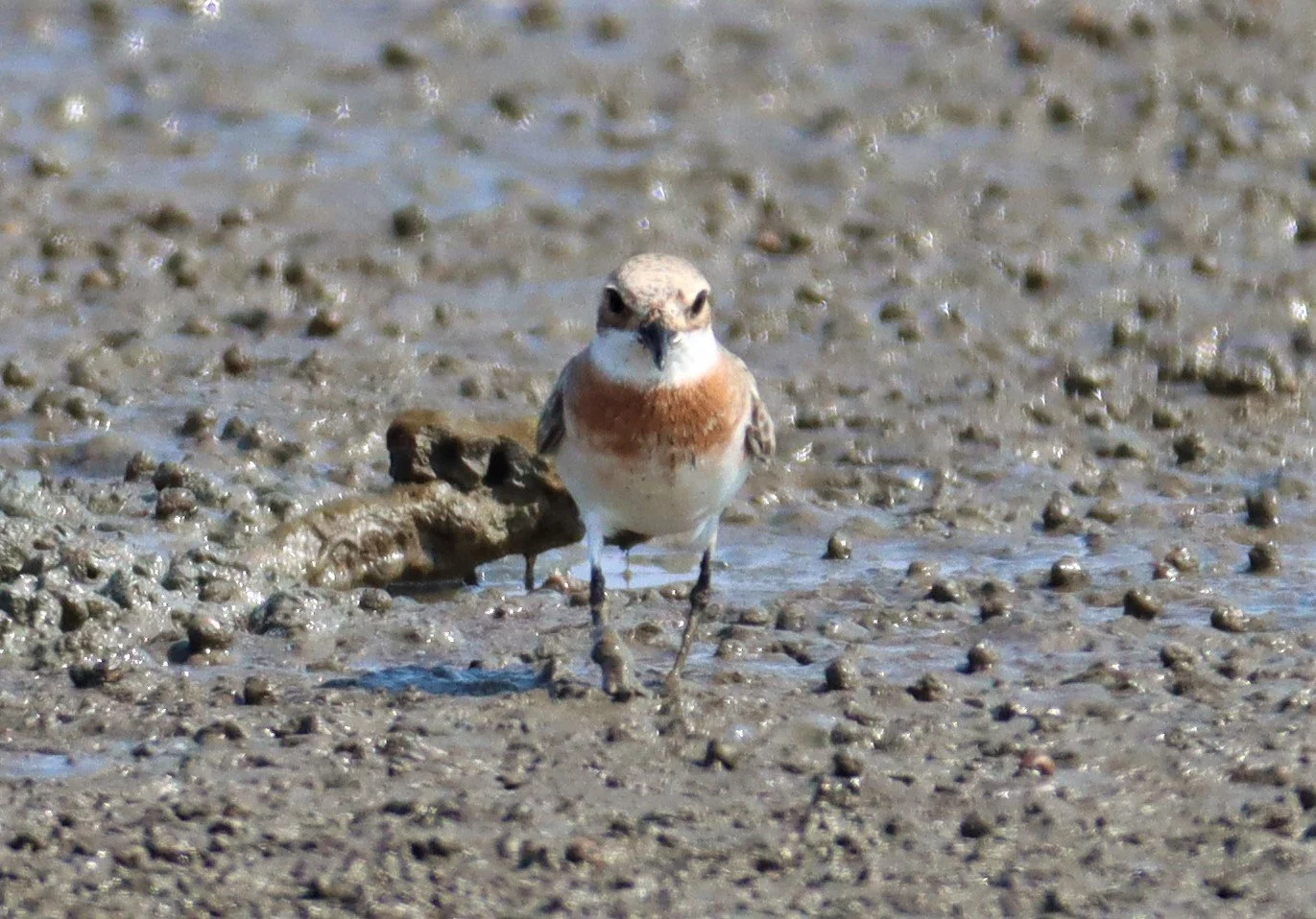 PLOVER - LESSER SAND PLOVER - Charadrius mongolus - BANG PAKONG SALT PANS CHACHOENGSAO WEST OF RIVER (15).jpg