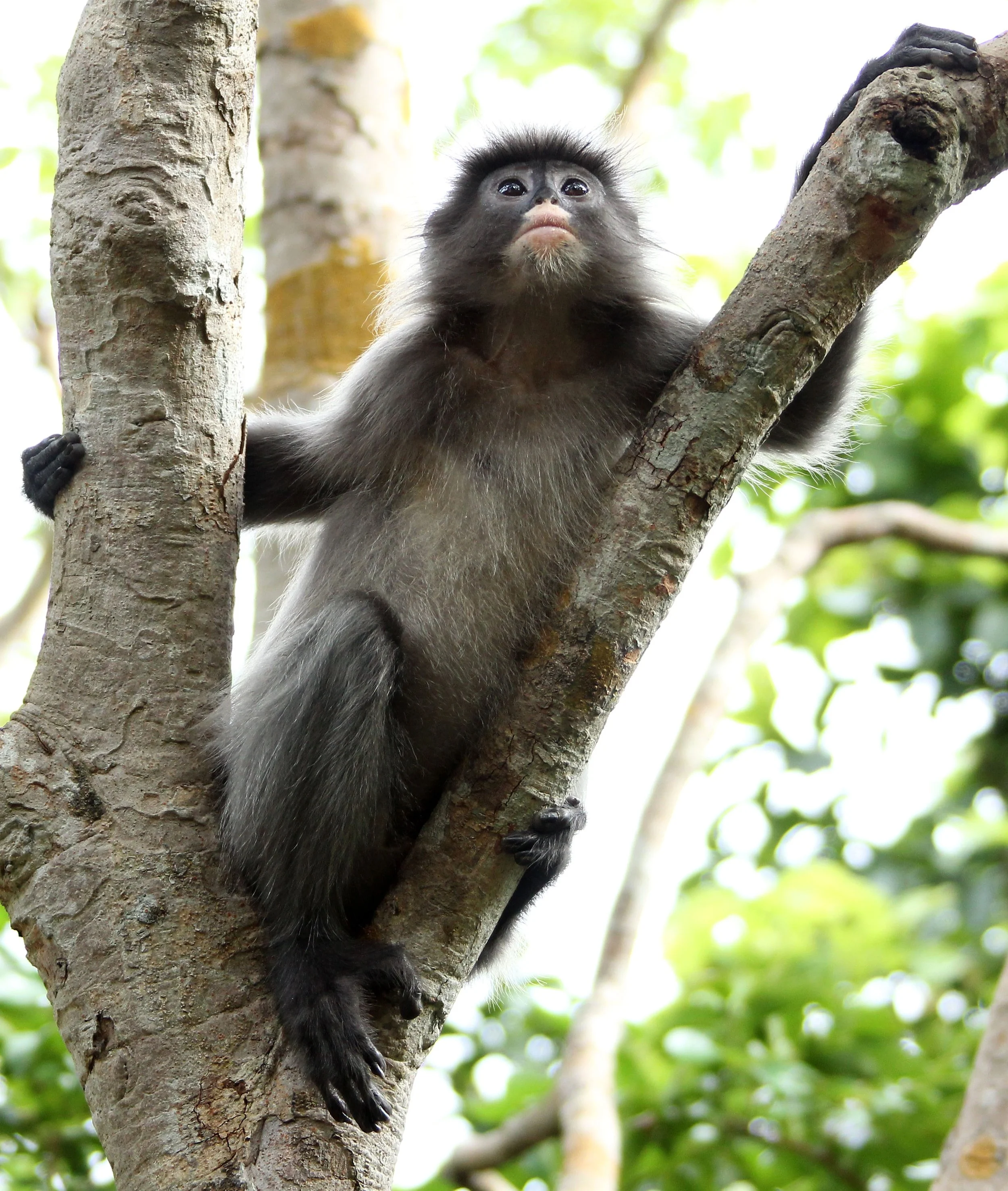 CERCOPITHECIDAE - Trachypithecus crepusculus - INDOCHINESE GRAY LANGUR - PHI THA KHON TEMPLE LOEI (35).JPG