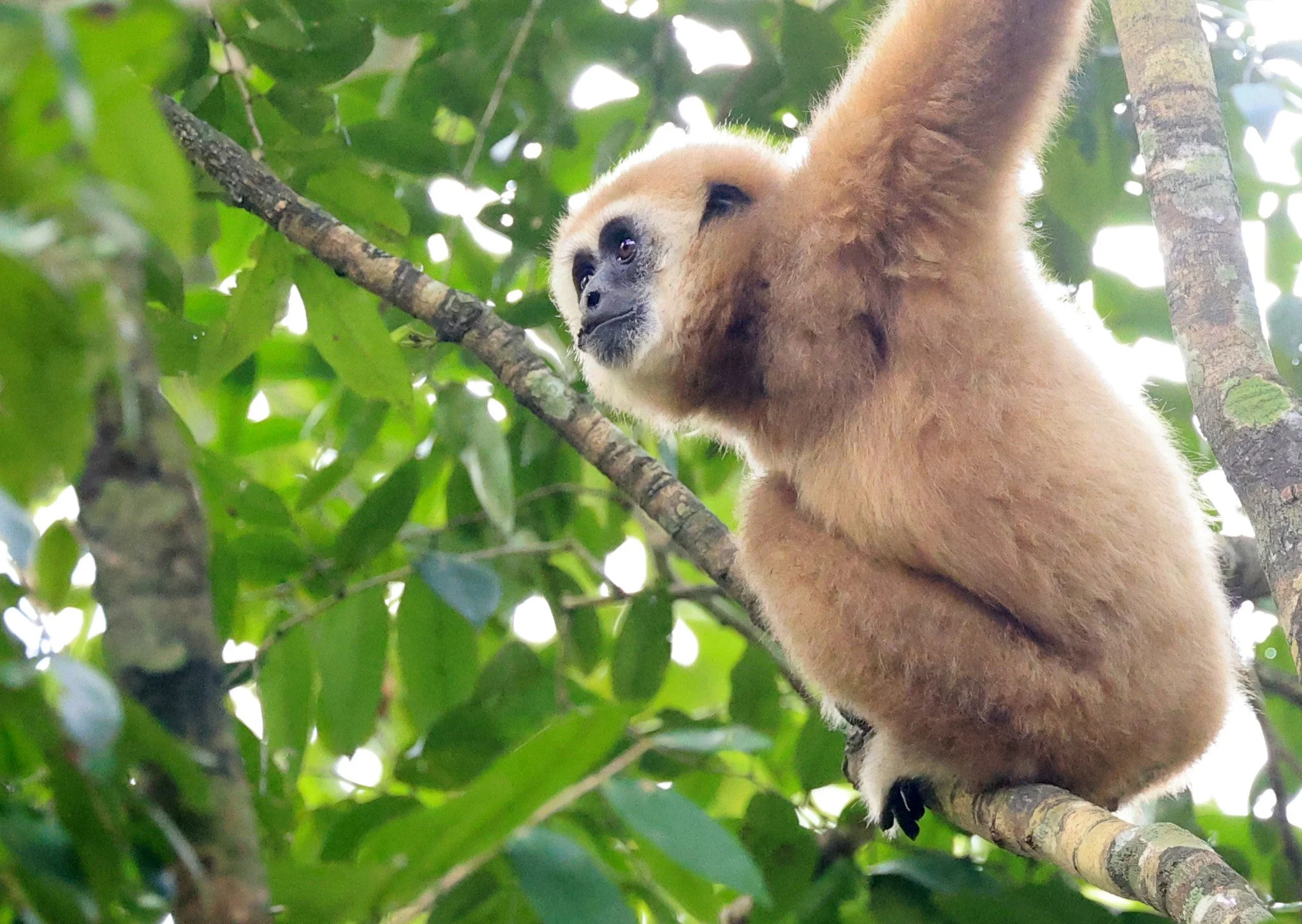 Lar or White-handed Gibbon (Hylobates lar) Kaeng Krachan National Park ESS Expedition 2026 (24).jpg