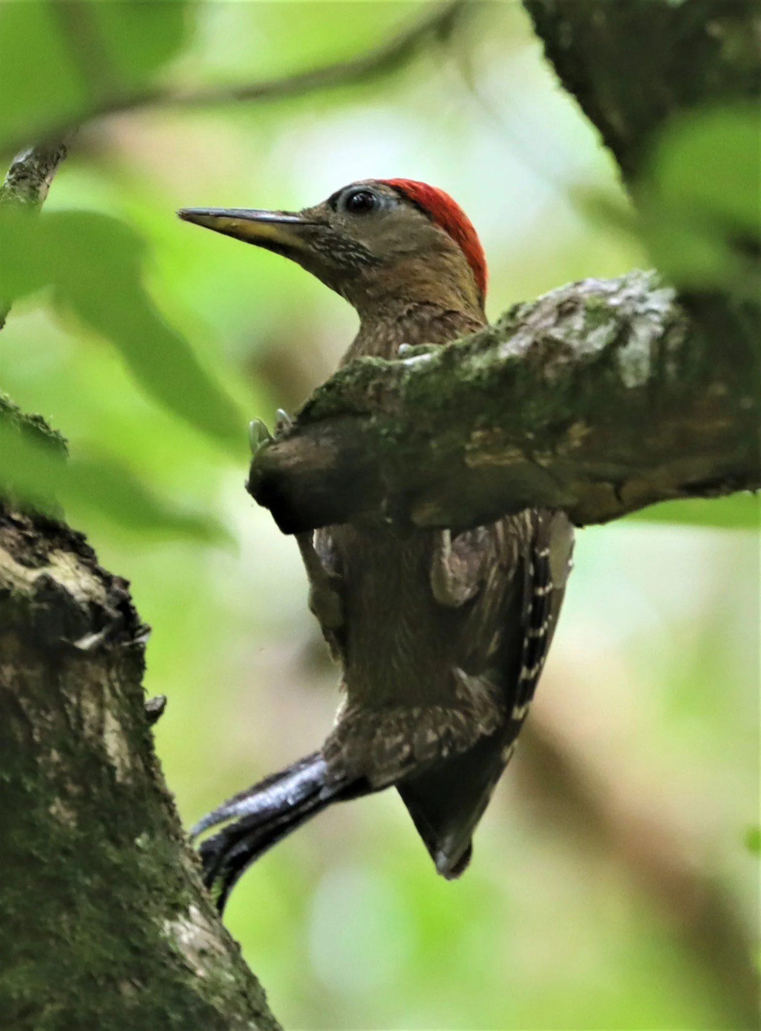 WOODPECKER - STREAK BREASTED WOODPECKER -Picus viridanus - AO PHANG NGA NATIONAL PARK AREA (3).jpg