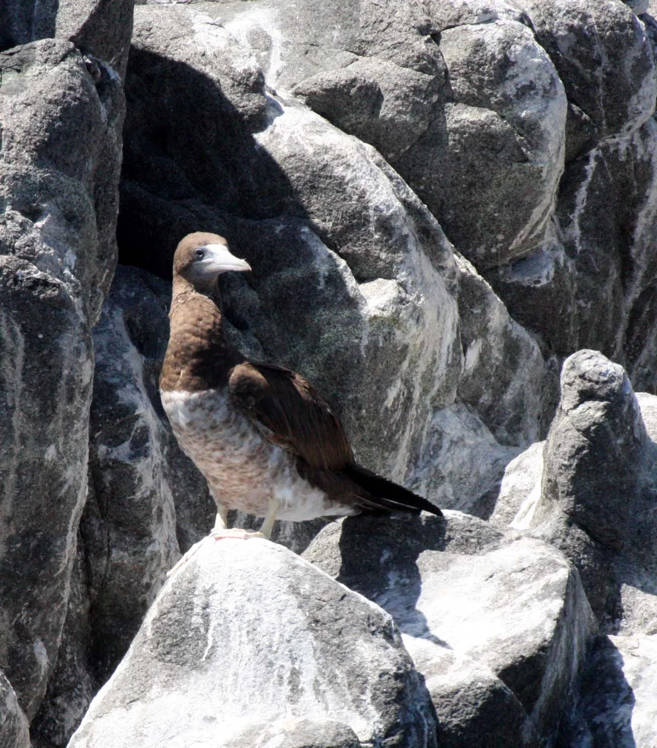 Brown Booby (Sula leucogaster) Santa Catalina Island Baja Mexico (26).JPG