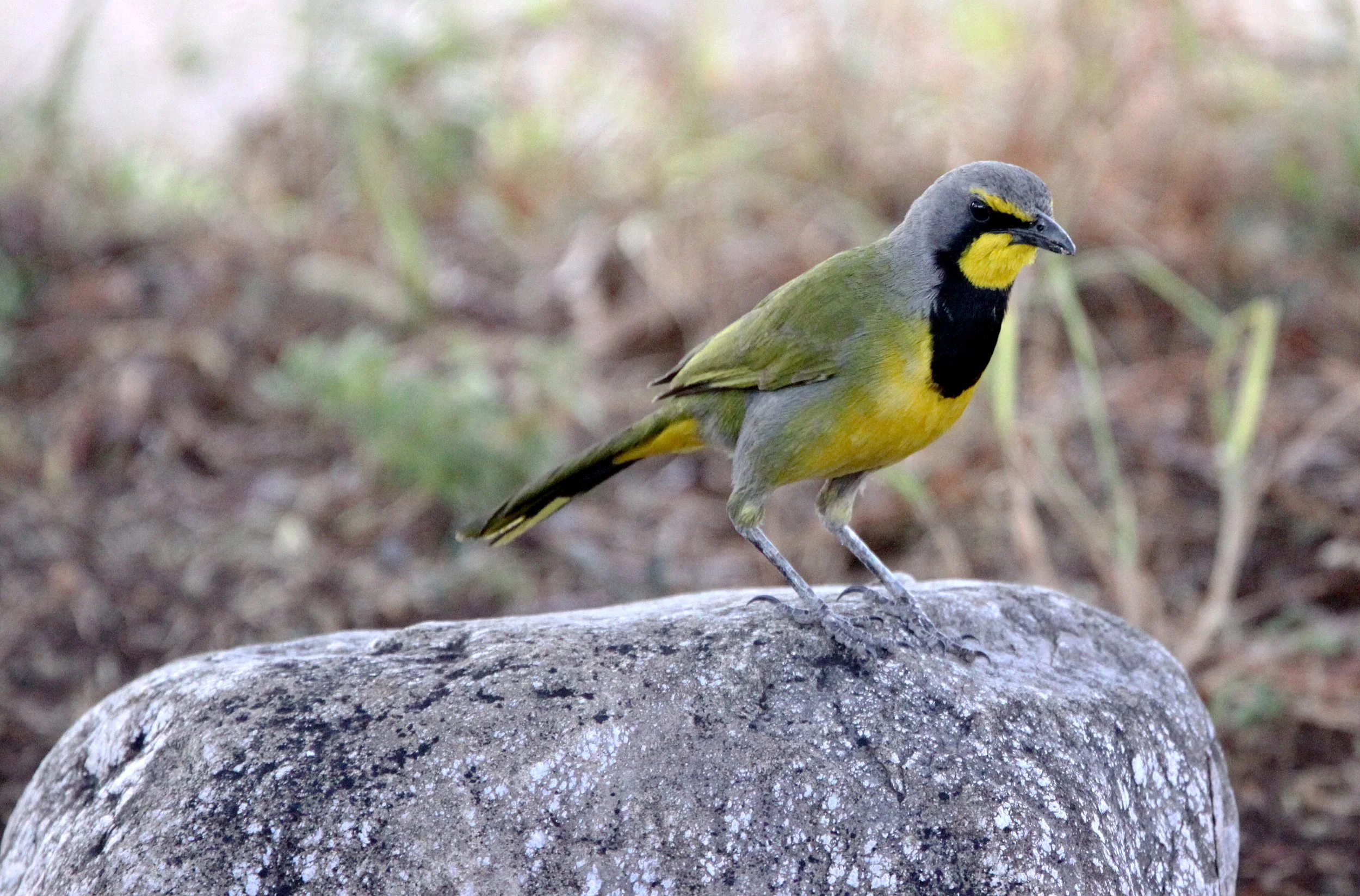 Bokmakierie (Telophorus zeylonus) Karoo NP South Africa (4).JPG
