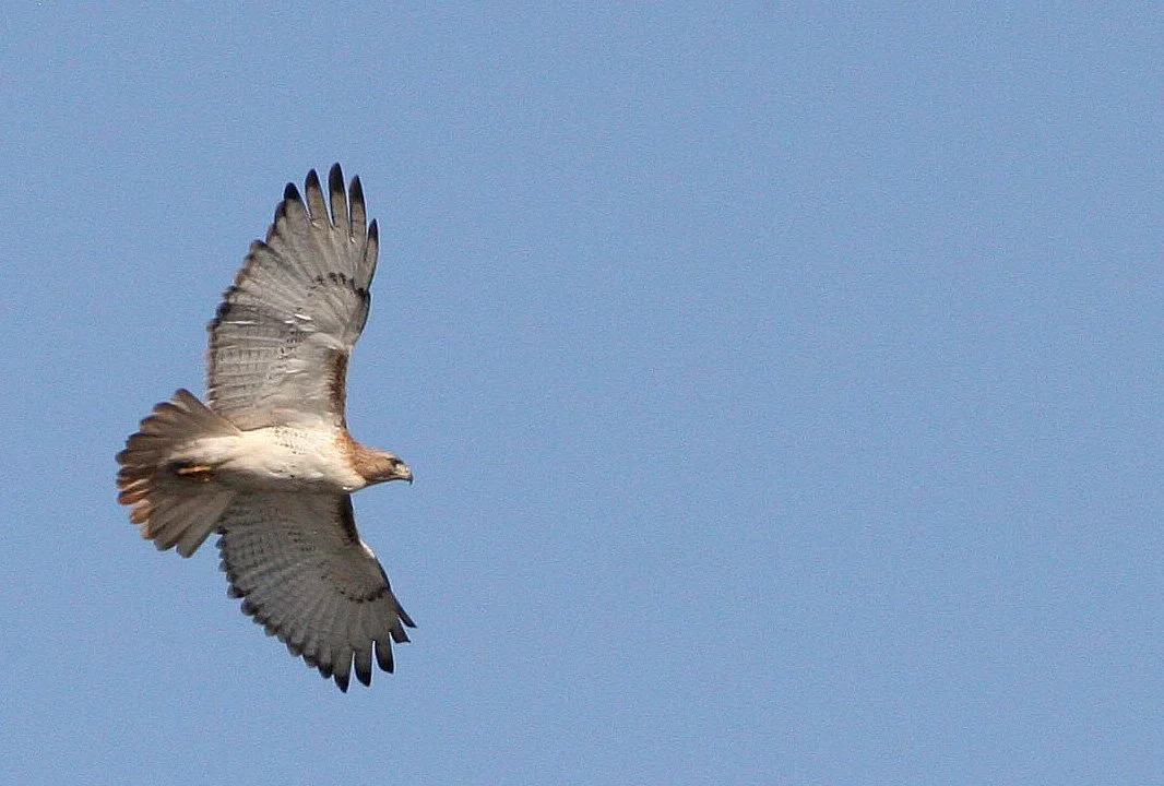 Buteo jamaicensis - RED-TAILED HAWK - WEST CHICAGO PRESERVE ILLINOIS (5).JPG