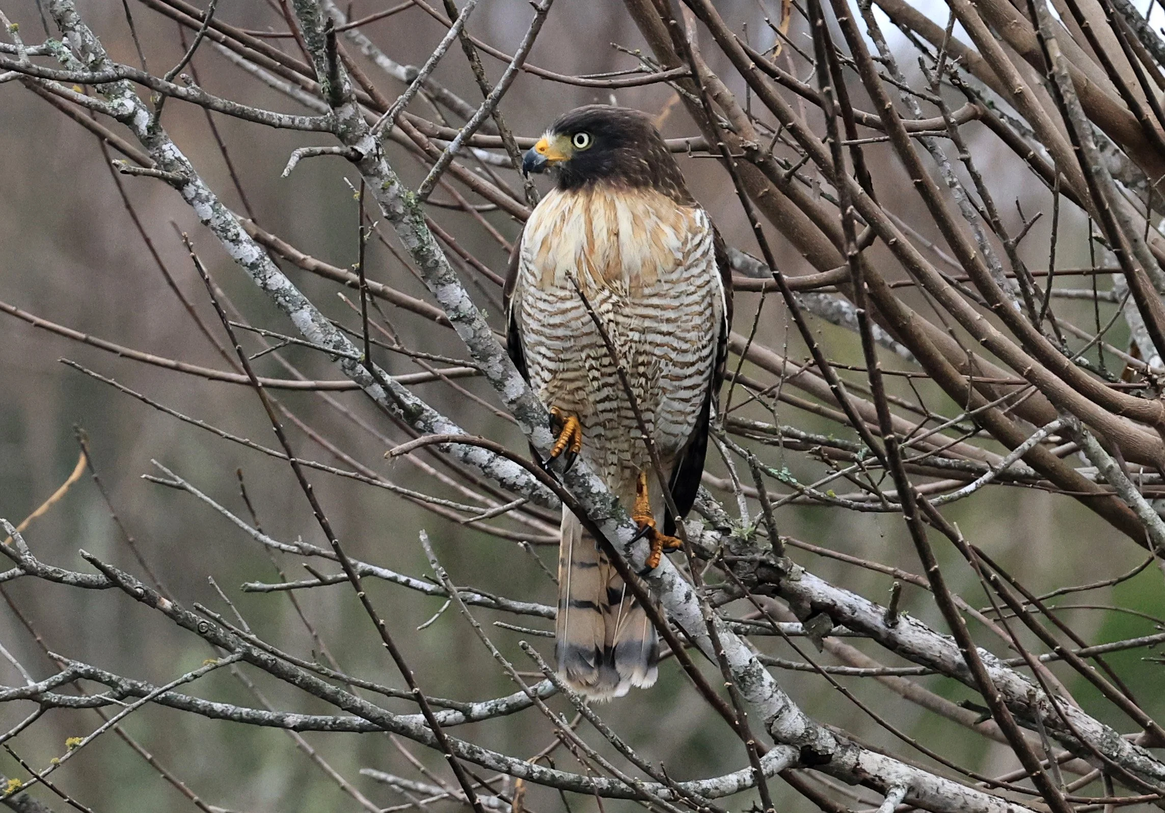 Roadside Hawk (Rupornis magnirostris) El Palmar National Park, Entre Rios, Argentina (15).jpg