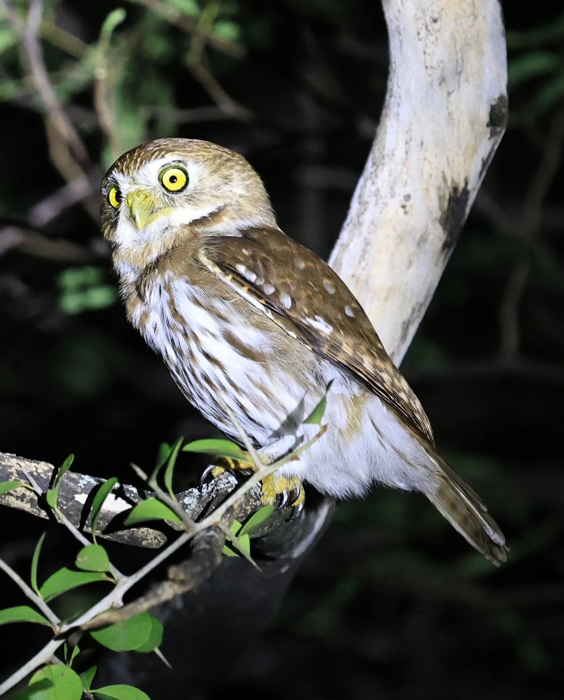Ferruginous Pygmy-Owl (Glaucidium brasilianum) Reserva Nueland  Selva Serena (65).jpg